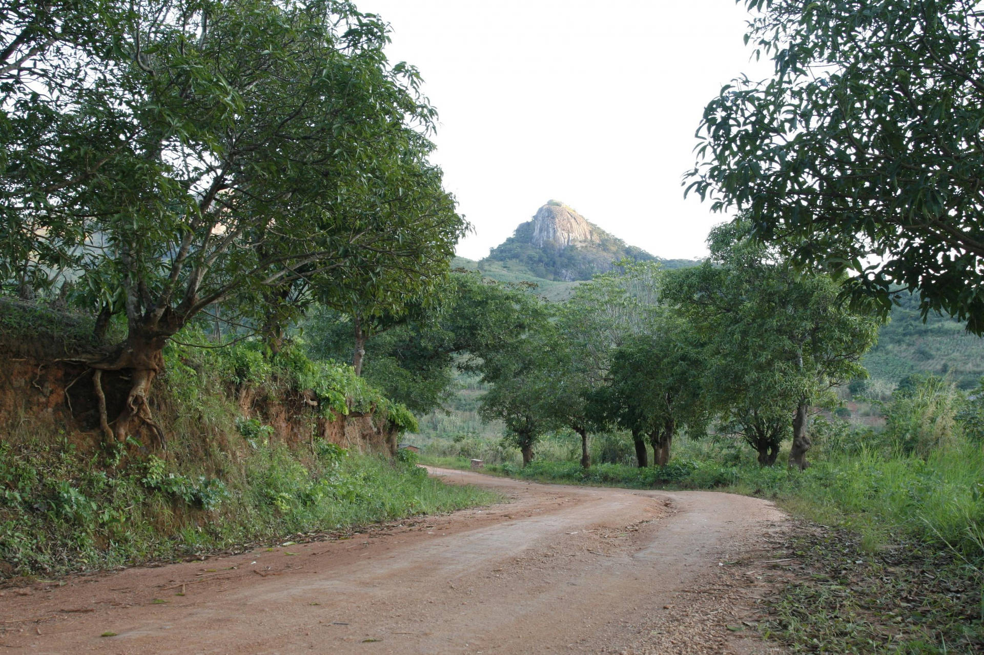蜿蜒的泥路兩旁樹木林立，通往遠處的山峰。