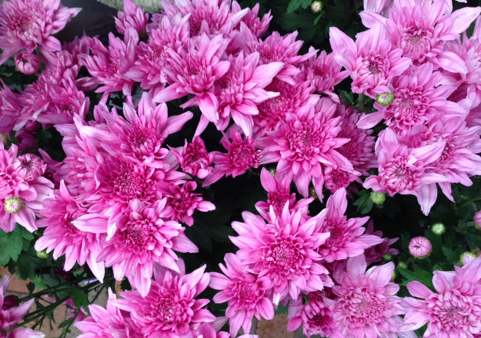 菊花之美 壁紙 — 一簇密集的鮮豔粉紅色菊花，花瓣層層疊疊，綠葉襯托，在柔和自然光下。