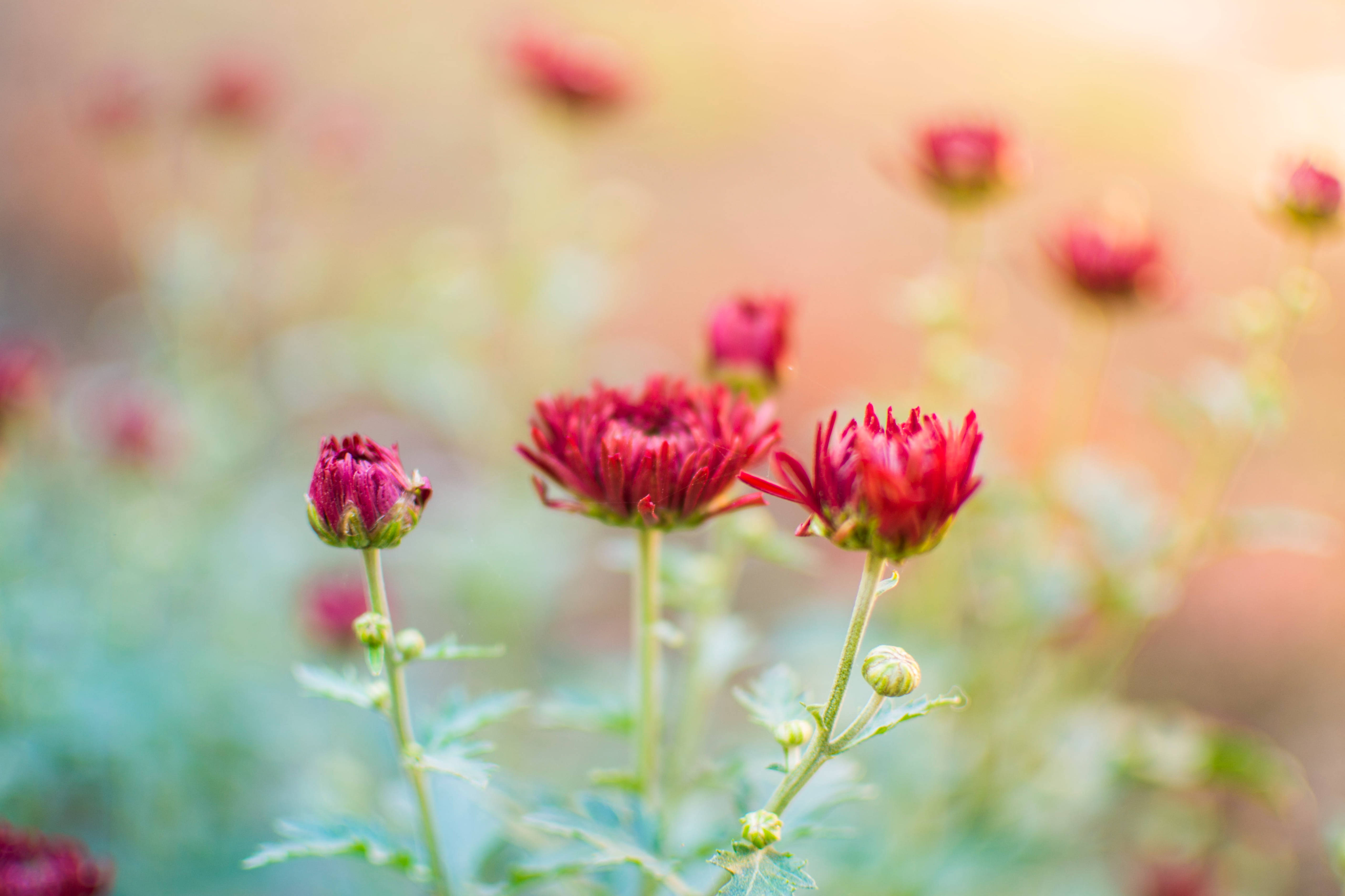 菊花開花植物微距 壁紙 — 鮮豔的紅色菊花在柔和的金色背景上以柔焦綻放，帶有輕柔的散景效果。