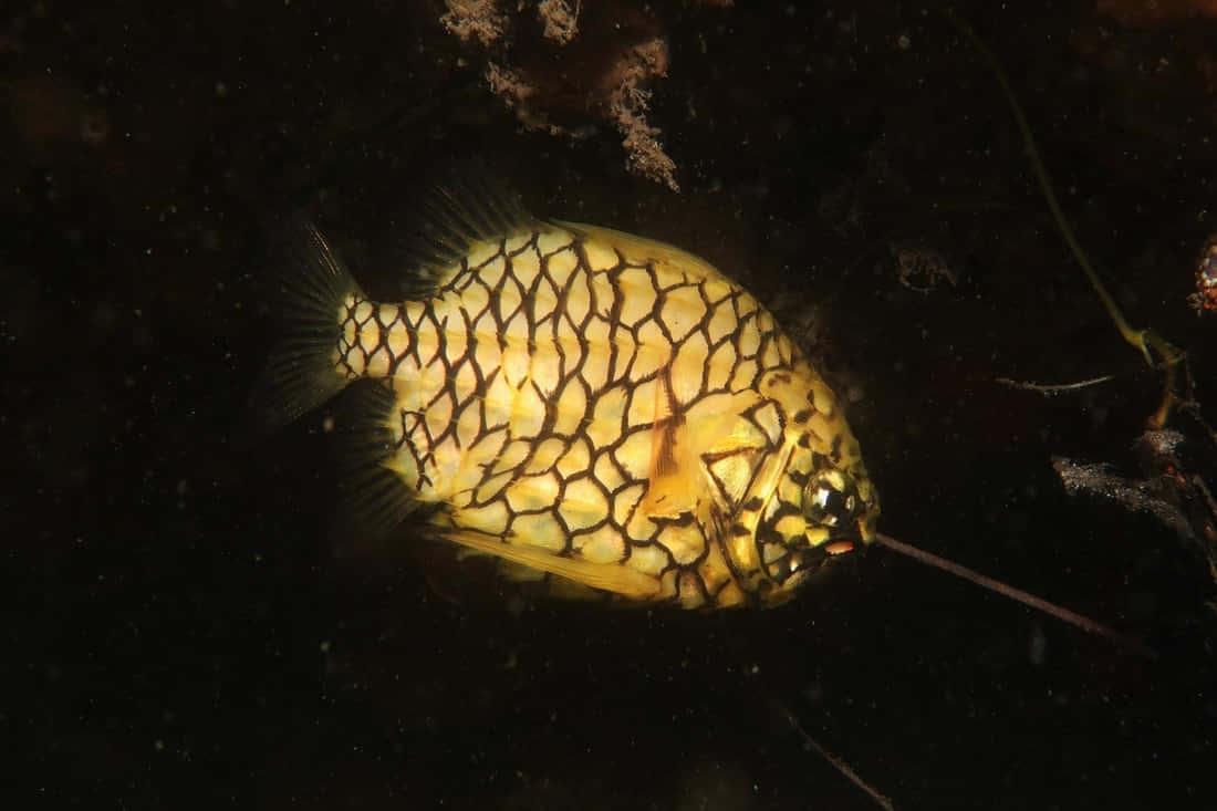 菠蘿魚水下攝影 壁紙 — 一條金色魚帶有複雜的黑色鱗片圖案，在黑暗的水下背景中柔和發光。