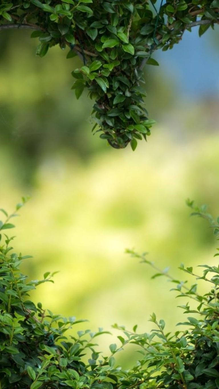綠色樹葉從樹枝上垂下，背景是柔和模糊的花園。