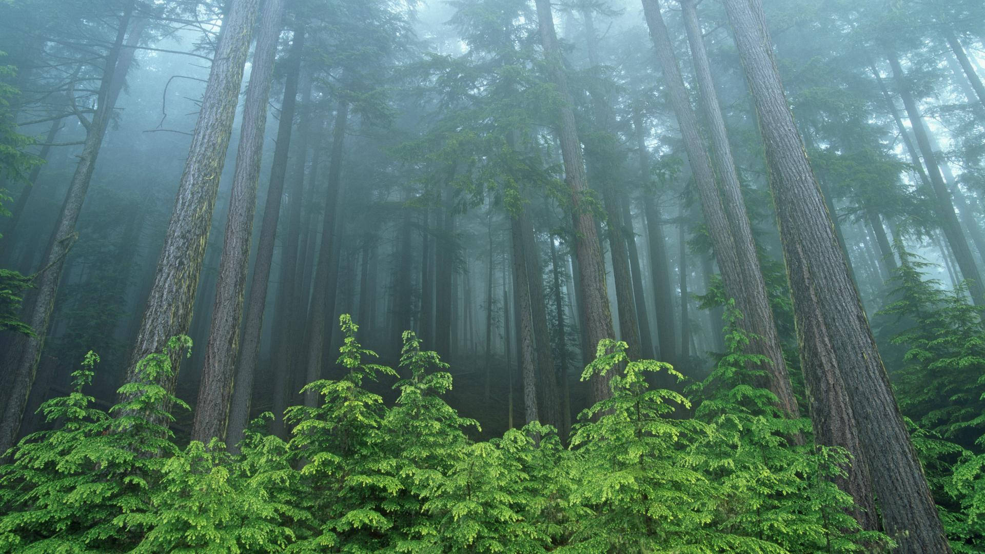 華盛頓福克斯巨樹森林 壁紙 — 高聳的樹木穿過濃霧，在寧靜的森林中聳立，充滿生機的綠色灌木叢。