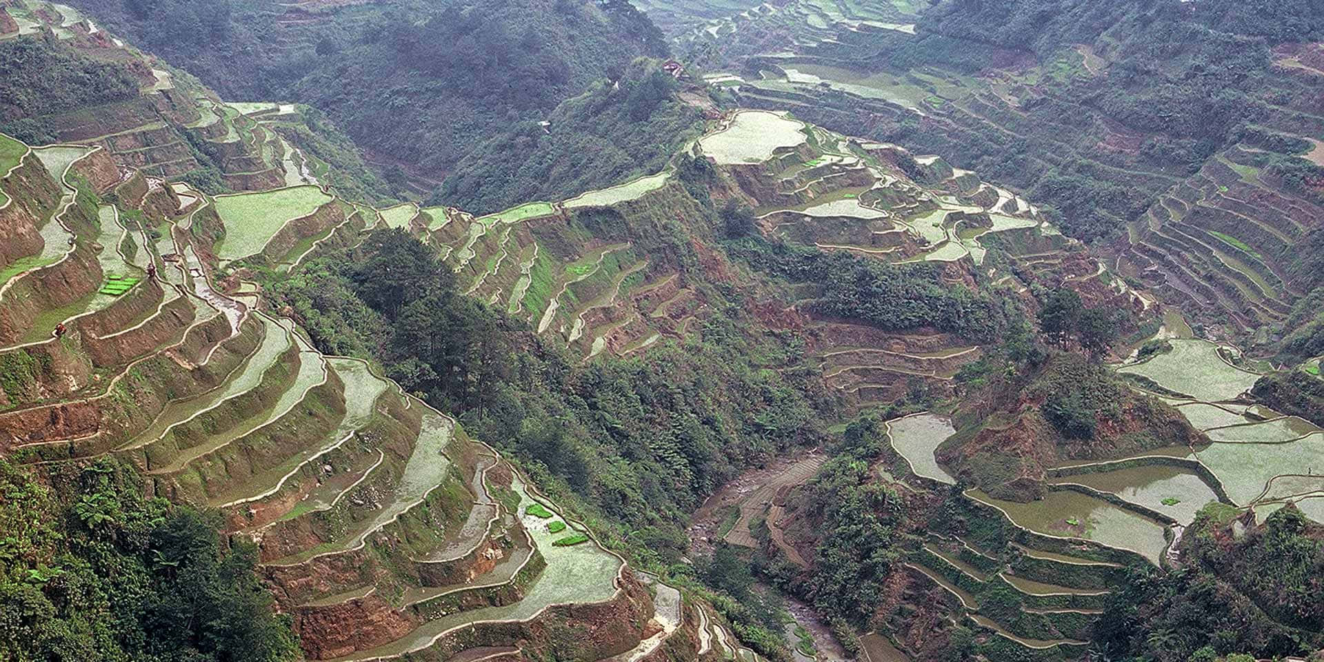 山坡上的梯田，有蜿蜒的小路和綠色的水。
