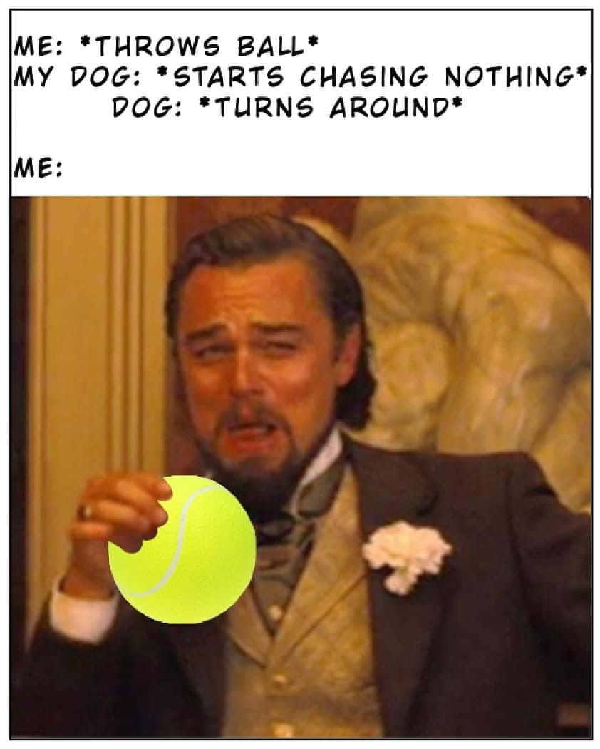 萊昂納多·迪卡普里奧持網球 Dank Memes 圖片 壁紙 — 一個穿西裝的男人拿著網球，表情困惑，文字描述一隻狗追著什麼都沒有然後轉身。