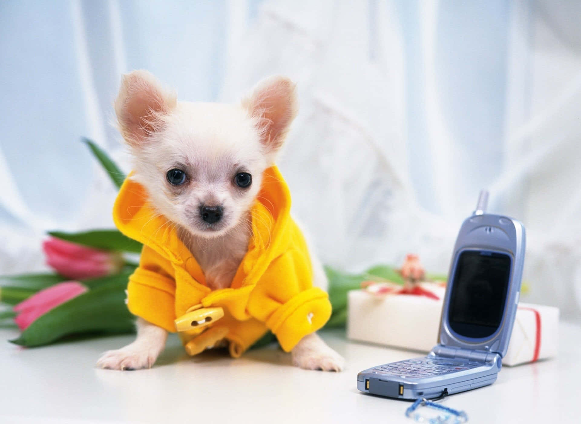 穿著黃色連帽衛衣的細小白色幼犬，旁邊有摺疊手機和花朵。
