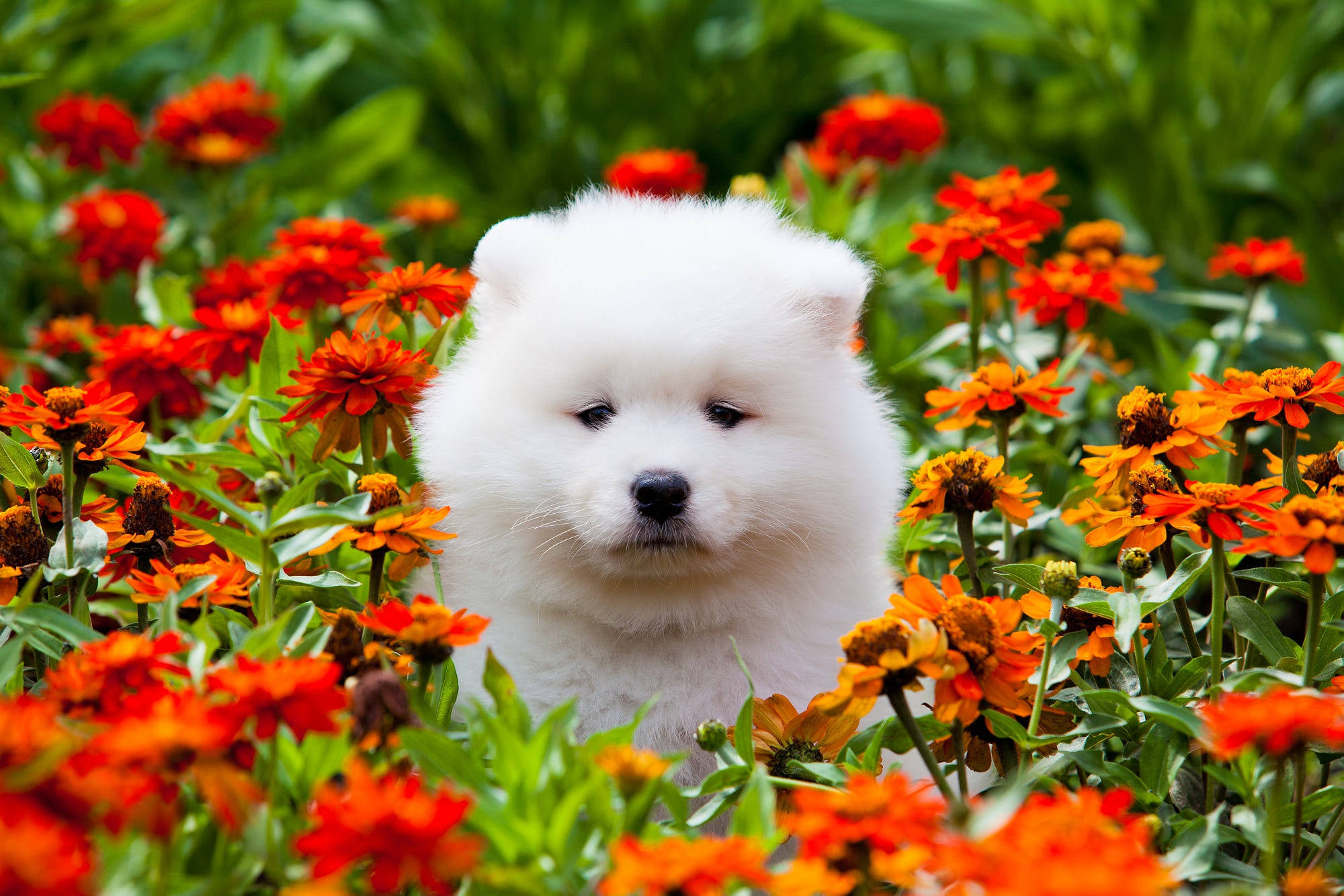 萬壽菊與白犬 壁紙 — 一隻毛茸茸的白色小狗好奇地透過一片鮮豔的橙色和紅色百日菊窺視，背景是茂密的綠色樹葉。