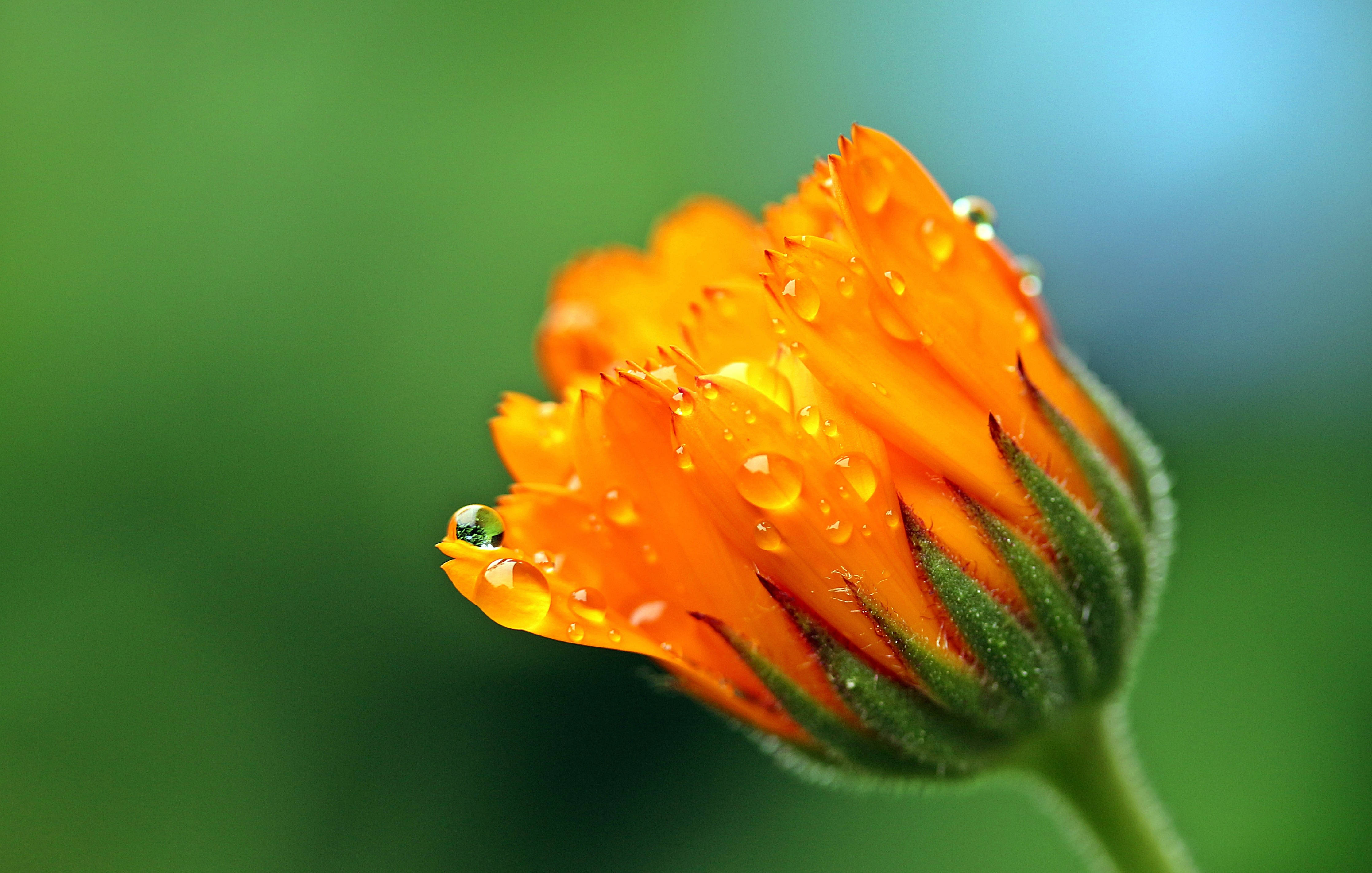 萬壽菊花蕾與雨滴 壁紙 — 一個充滿活力的橙色花蕾在柔和的綠色和藍色模糊背景下閃爍著露珠。