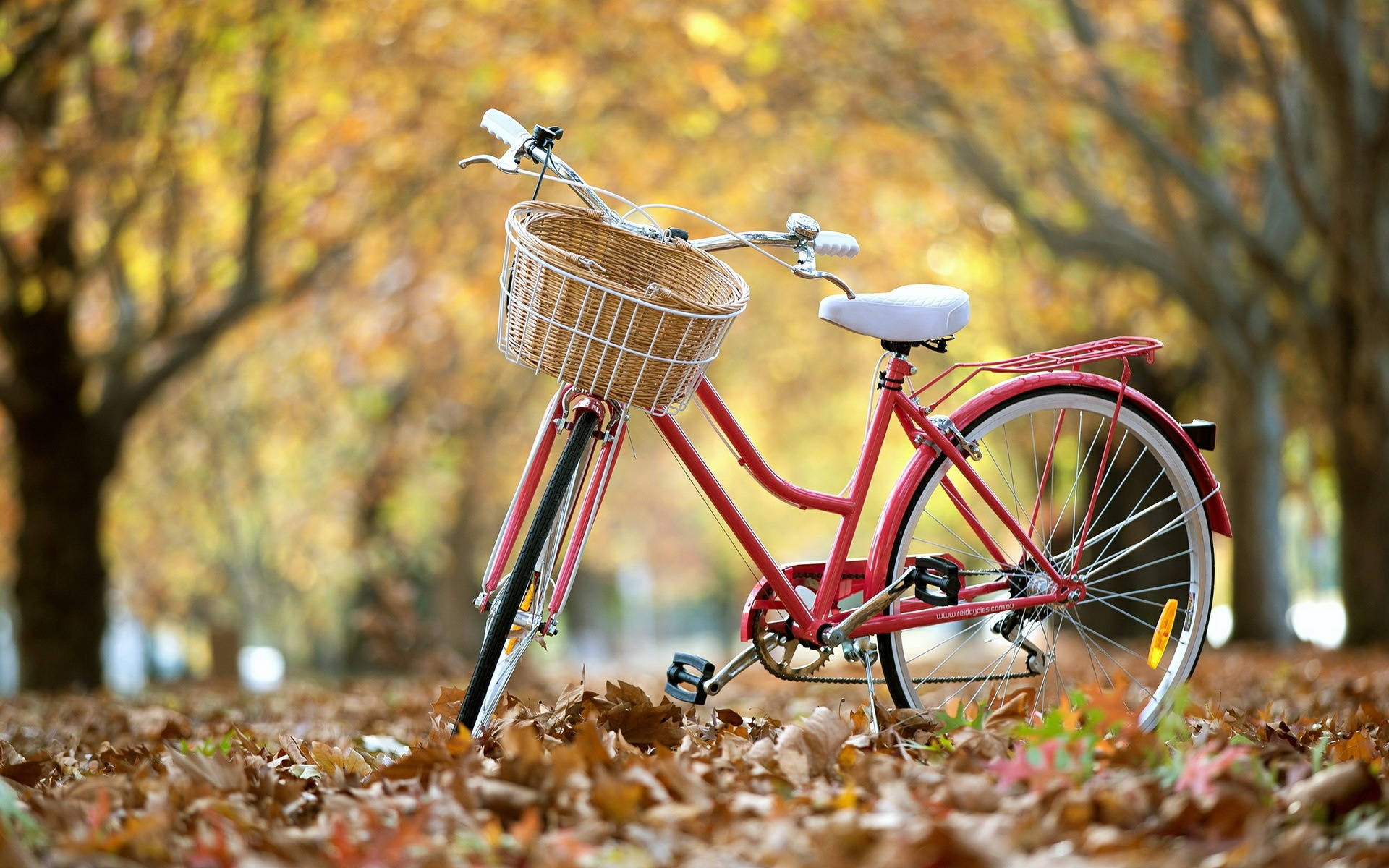 落葉路上的自行車 壁紙 — 一輛復古紅色單車配以柳條籃，停泊在鋪滿金色秋葉的公園中。