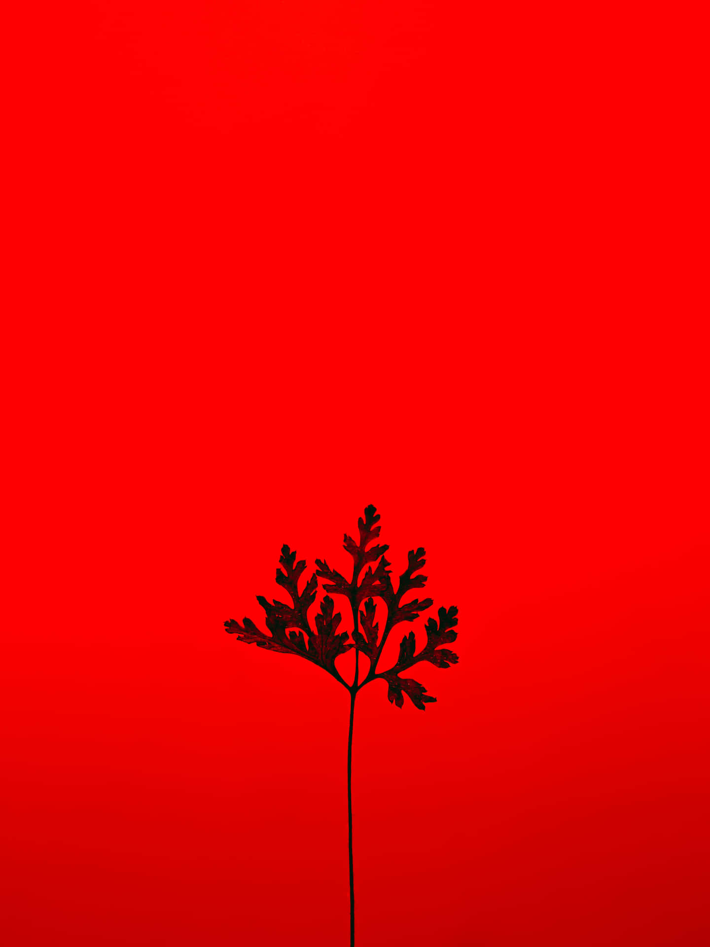 黑色蕨類植物剪影在紅色漸變背景上