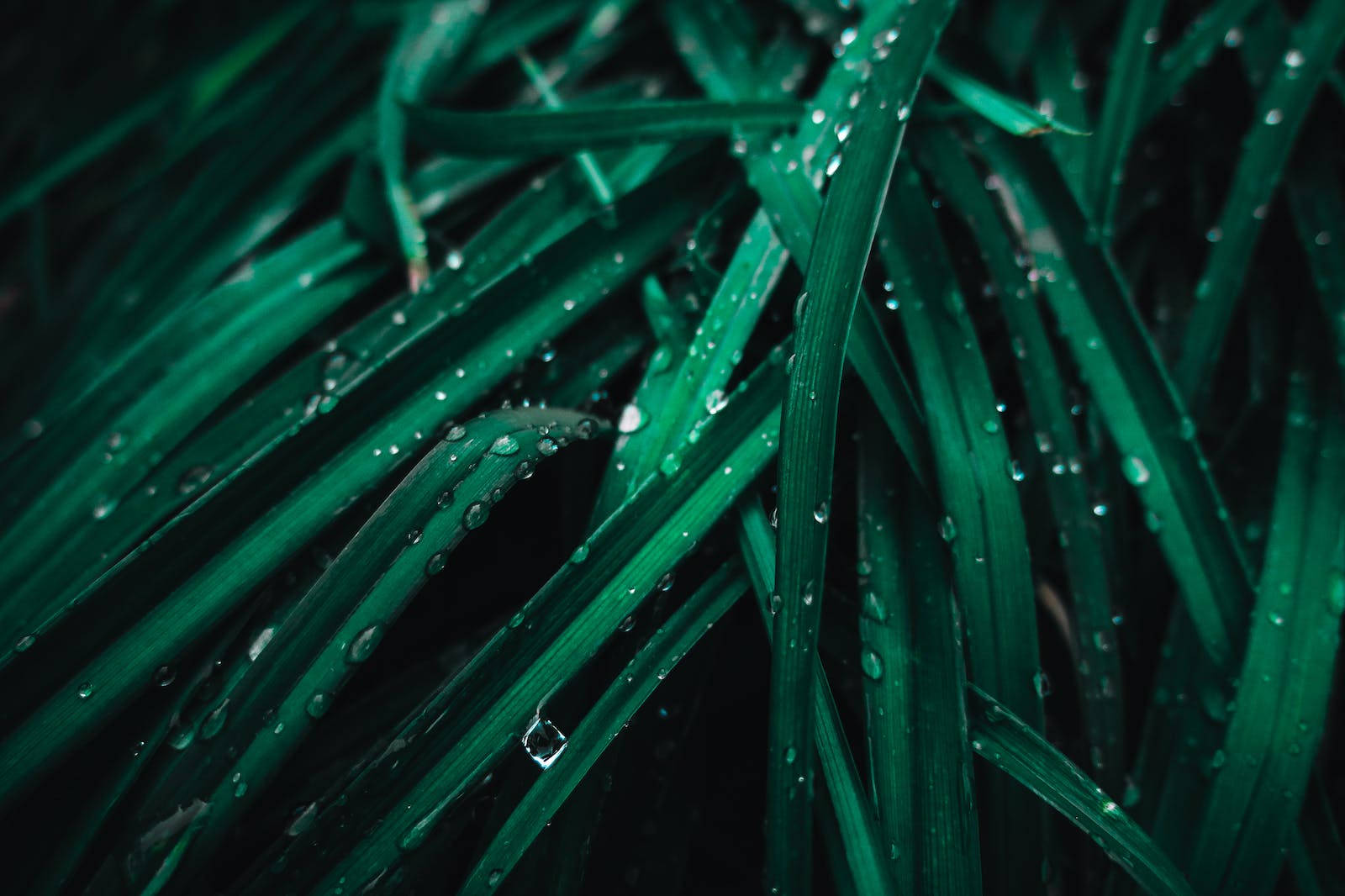 葉片上的水滴 壁紙 — 特寫鏡頭：翠綠草葉在深色背景下閃爍著露珠。