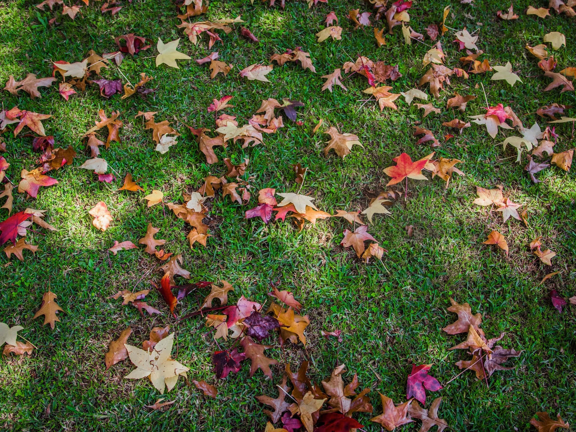 在陽光下，紅色、橙色和黃色的秋葉散落在綠色草地上。