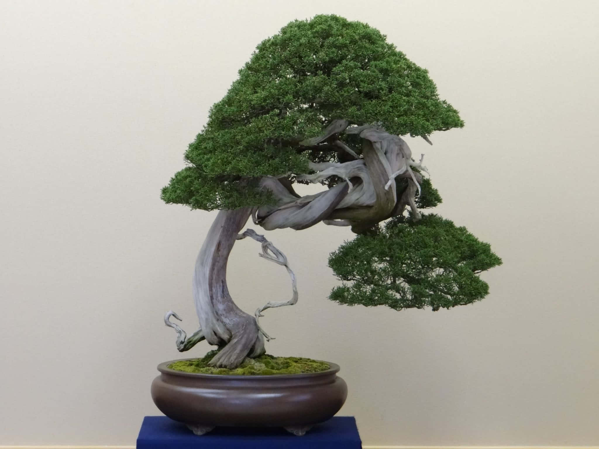 葉片精緻修剪的美麗盆景樹 壁紙 — 一棵優雅扭曲的盆景樹，擁有茂密的綠色葉子，放在一個深色陶瓷盆中，置於藍色布料上，背景是純色米色牆壁。