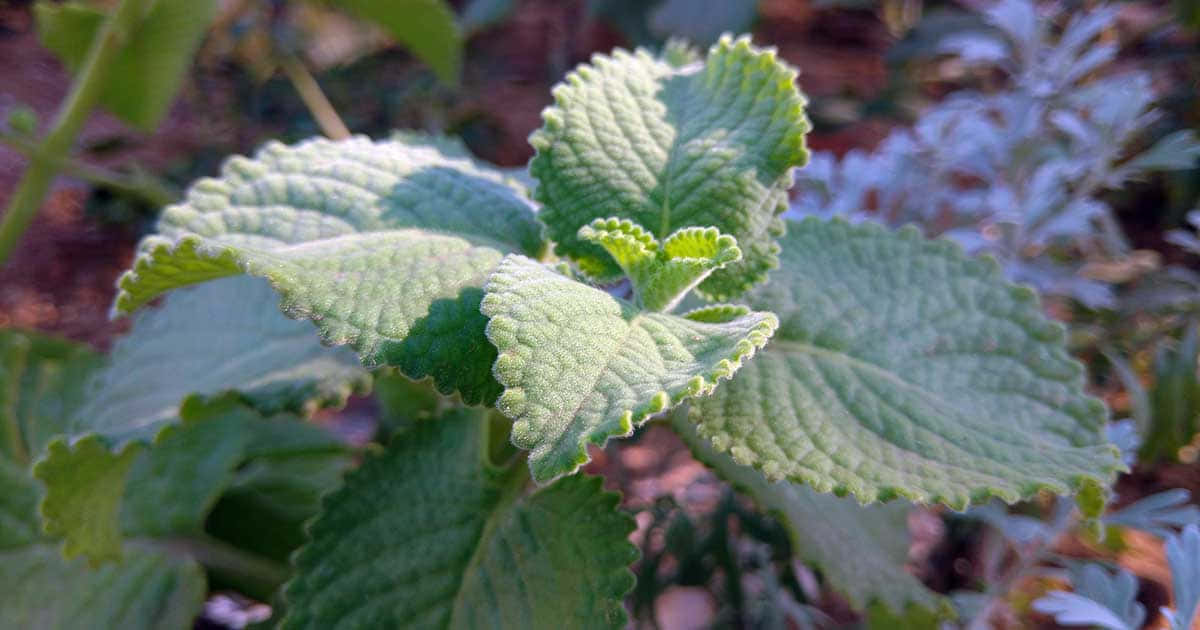 葉片紋理細膩的牛至植物圖 壁紙 — 特寫鏡頭：充滿活力的綠色葉片，邊緣呈鋸齒狀，表面有紋理，沐浴在柔和陽光下。