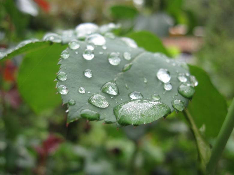花園中一片佈滿水滴的綠色葉子的特寫。