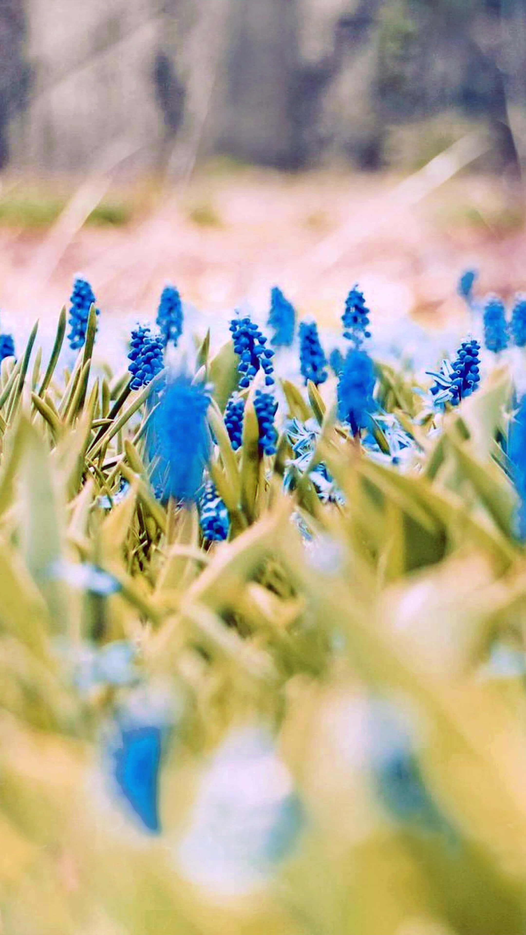 葡萄風信子 4K 花朵背景 壁紙 — 鮮豔的藍色葡萄風信子在溫暖陽光下，在綠草中柔焦綻放。