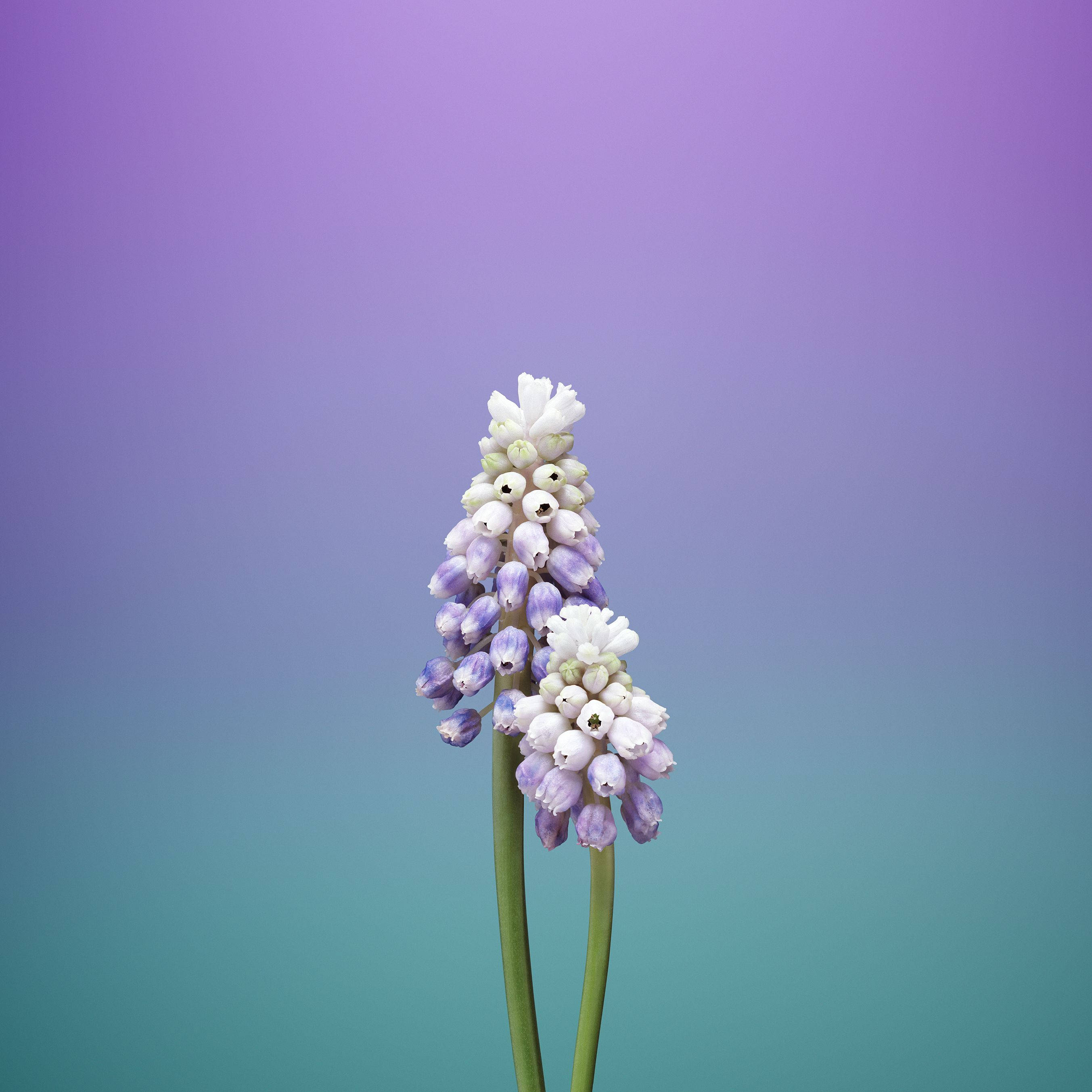葡萄風信子花蘋果壁紙 壁紙 — 兩株精緻的葡萄風信子莖，帶有白色和薰衣草色花朵，在柔和的紫色到藍綠色漸變背景上挺立。