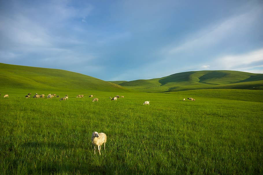 蒙古地區的動物 壁紙 — 一群羊在廣闊的翠綠草地上平靜地吃草，天空湛藍，飄著縷縷白雲。