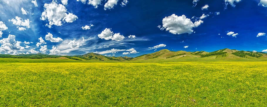 蒙古地區的唯美雲景 壁紙 — 廣闊的金色野花田在燦爛的藍天下延伸，點綴著蓬鬆的白雲和遠處連綿起伏的山丘。