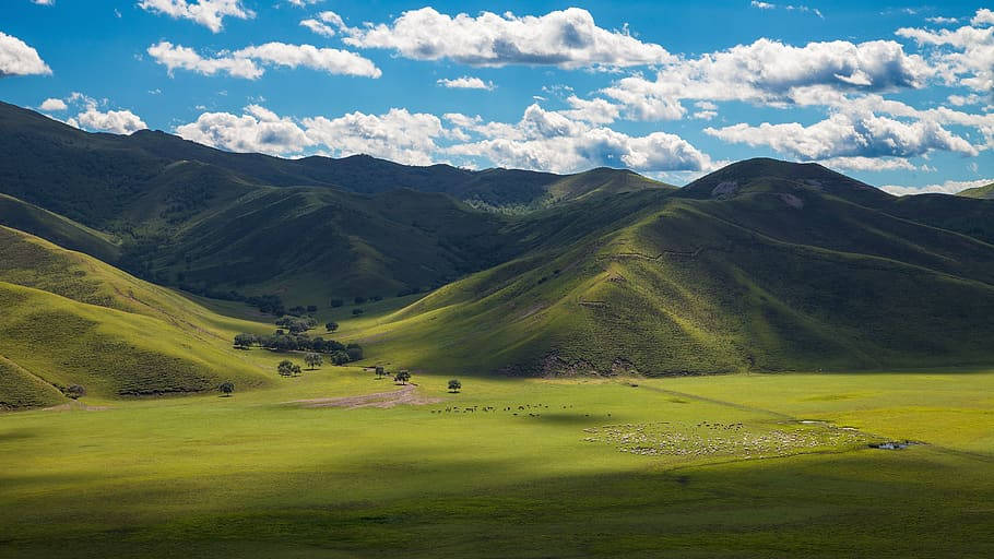 蒙古地區的翠綠山景 壁紙 — 廣闊的綠色起伏山丘，在明亮的藍天下，有蓬鬆的白雲和散落在山谷中吃草的羊群。
