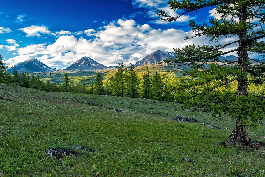 蒙古山脈與松樹 壁紙 — 一片充滿活力的草地，前景有一棵孤獨的松樹，遠方有積雪覆蓋的山脈，在明亮的藍天和蓬鬆的白雲下。