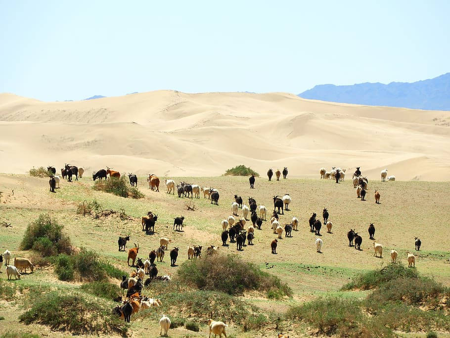 蒙古戈壁沙漠壯麗景色 壁紙 — 一群山羊在廣闊的金色沙丘間稀疏的綠草上吃草，背景是清澈的藍天和遠山。