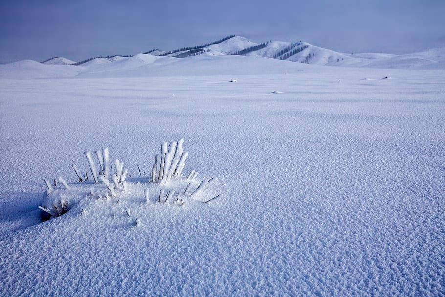 蒙古雪原美景 壁紙 — 冰凍的草莖從廣闊的雪原中升起，在淡藍色的冬日天空下，遠處有白雪覆蓋的山丘。