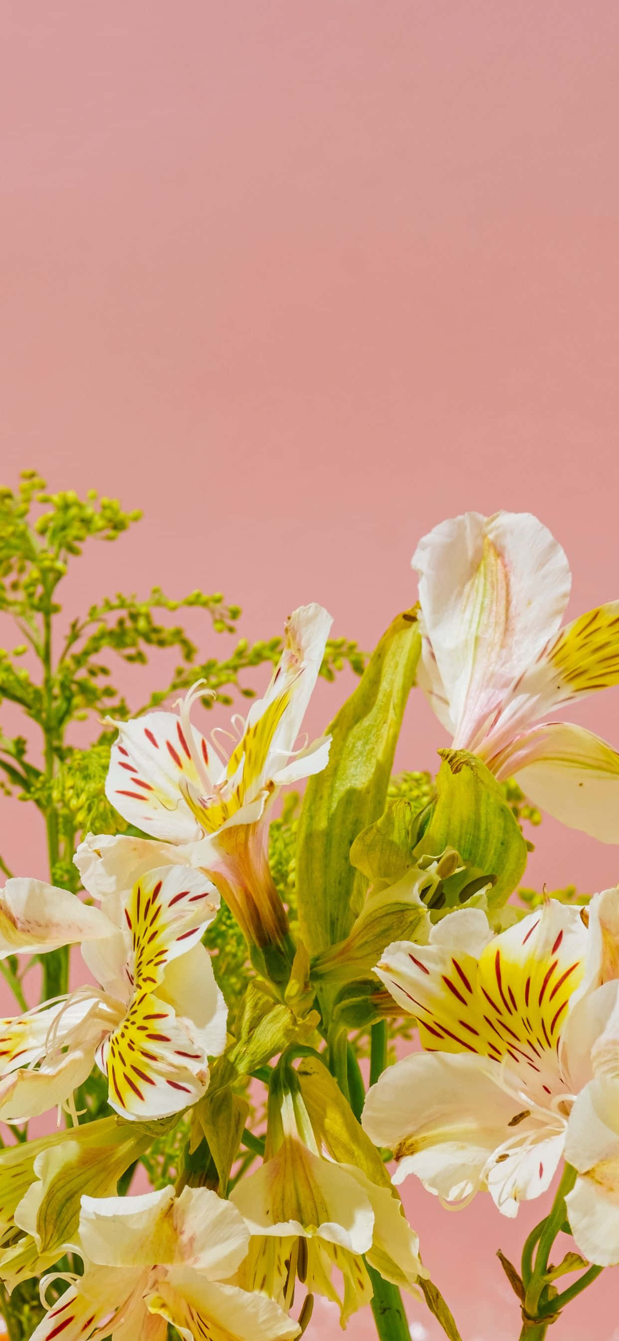 蒙大拿州的神祕瀑布 壁紙 — 精緻的白色和黃色花朵帶有紅色雄蕊，在柔和的粉紅色背景上綻放。