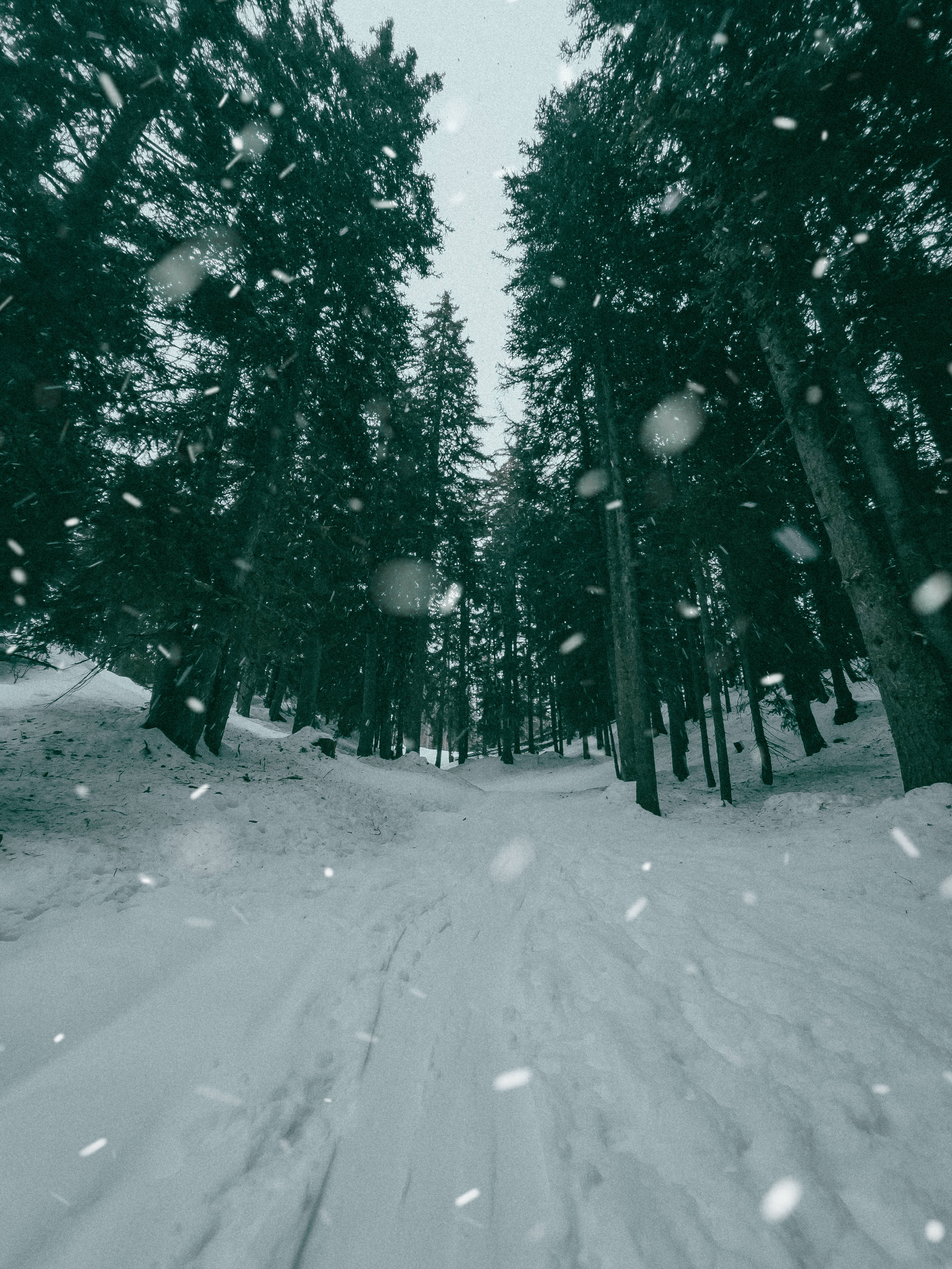 蒙大拿州雪覆松樹風景 壁紙 — 一條積雪嘅森林小徑蜿蜒穿過高大嘅常綠樹，雪花喺寧靜嘅冬日場景中飄落。