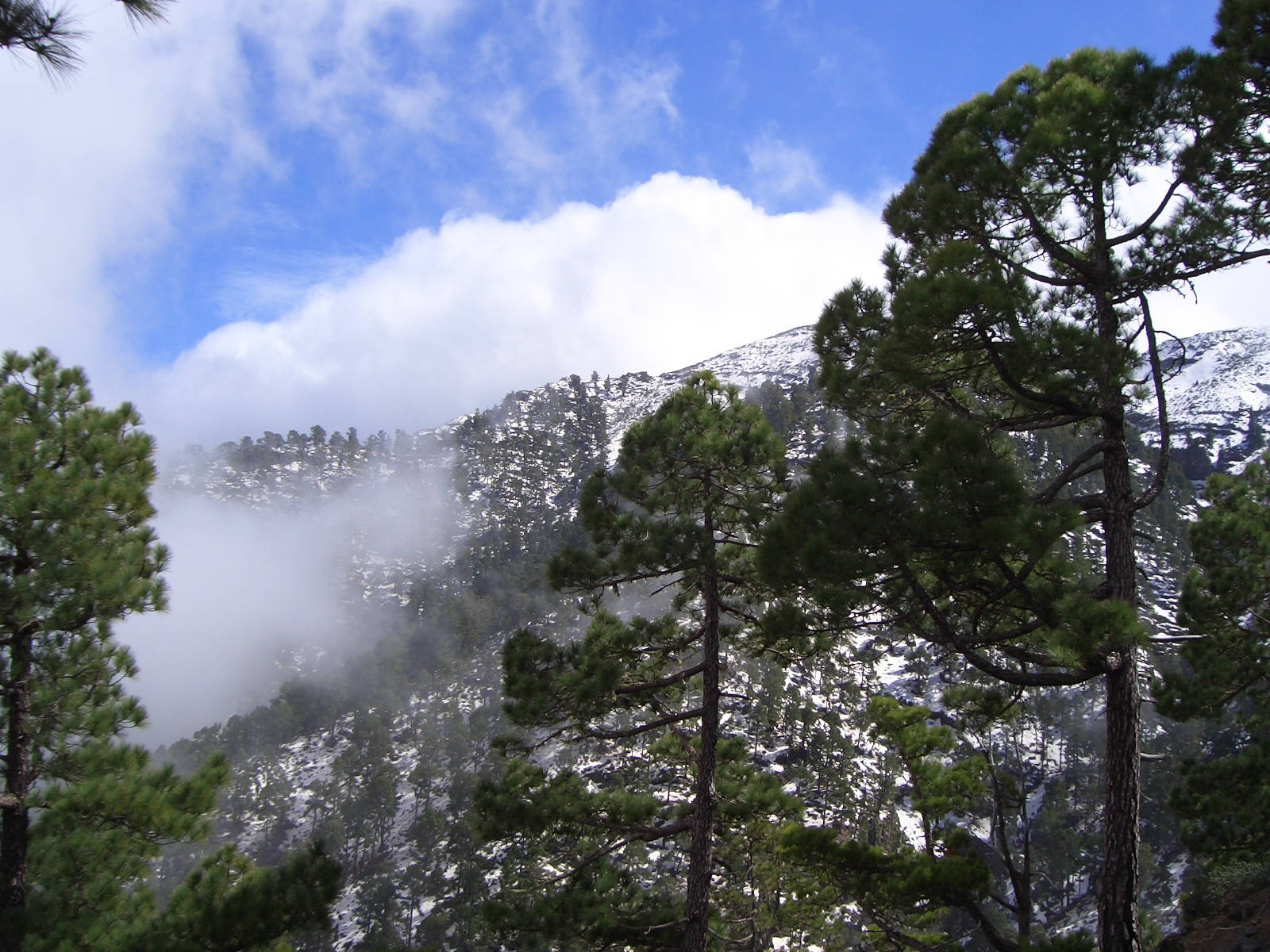 蒙大拿州高聳樹木與山脈風景 壁紙 — 高聳的松樹框住了一座被白雪覆蓋的山峰，在明亮的藍天下，部分被飄動的雲霧遮蓋。