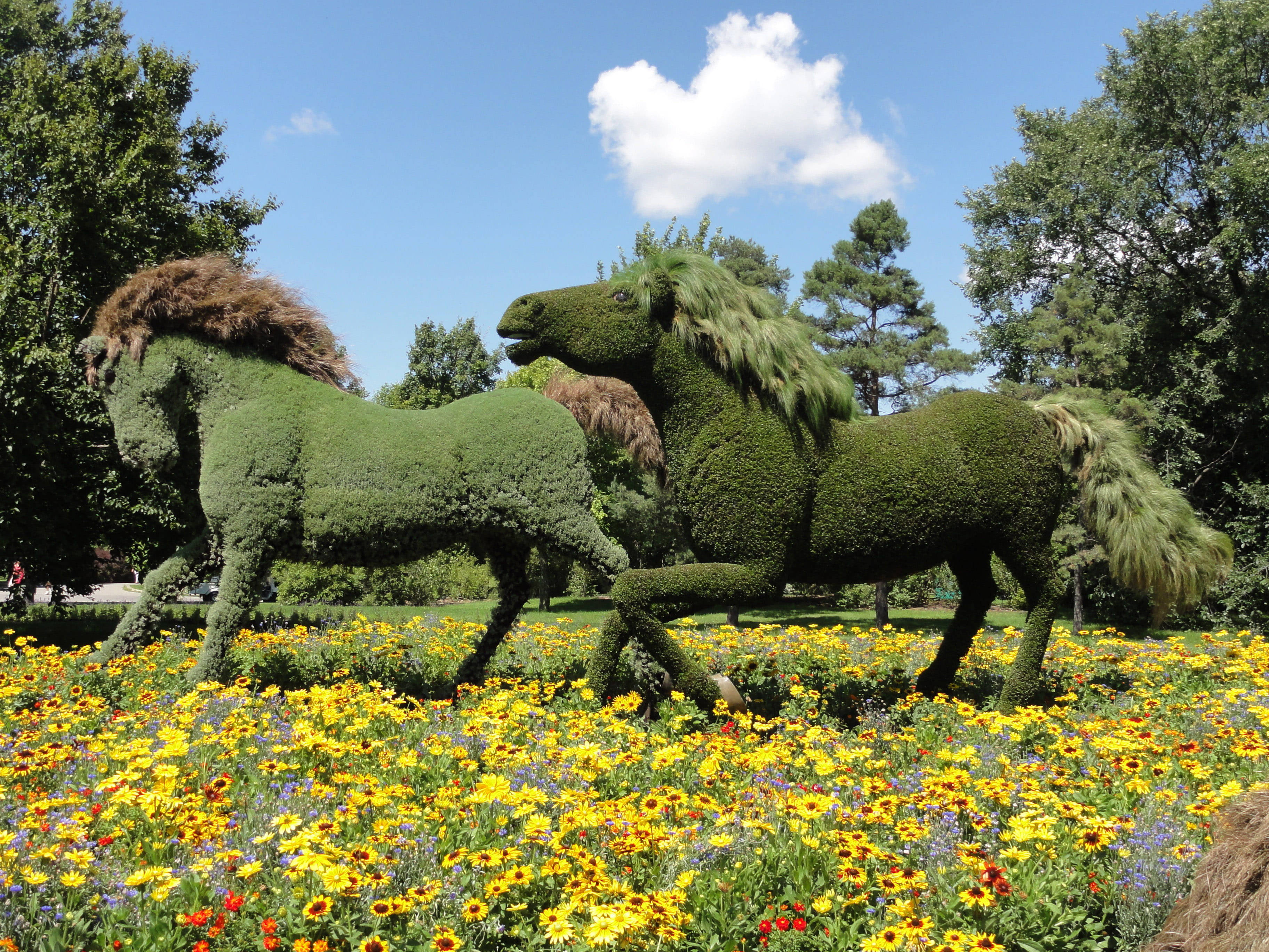 蒙特利爾植物園 壁紙 — 兩匹雄偉的修剪樹馬在晴朗的藍天下，奔馳在充滿黃色和紫色花朵的鮮豔田野中。