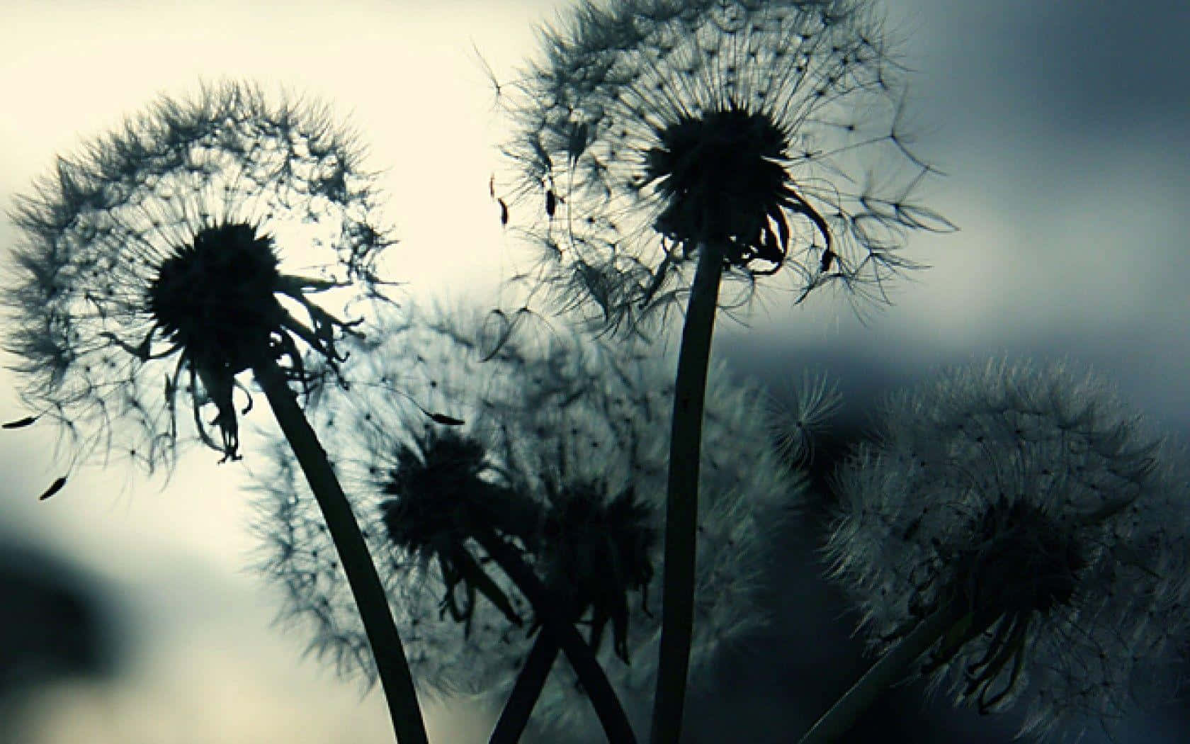Dandelion 桌布 壁紙 — 蒲公英剪影映襯柔和漸變天空，輕柔種子飄散而去。