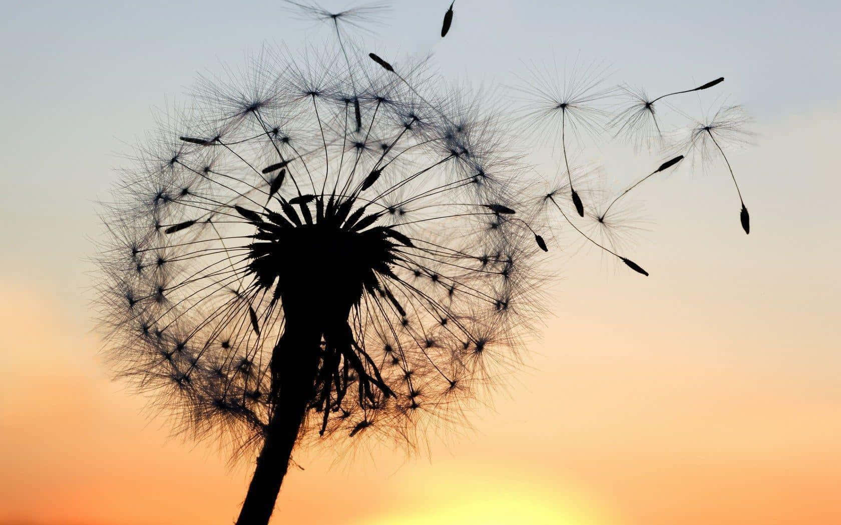 Dandelion 桌布 壁紙 — 蒲公英在溫暖的日落天空背景下釋放種子的剪影，帶有柔和的橙色和藍色漸變。