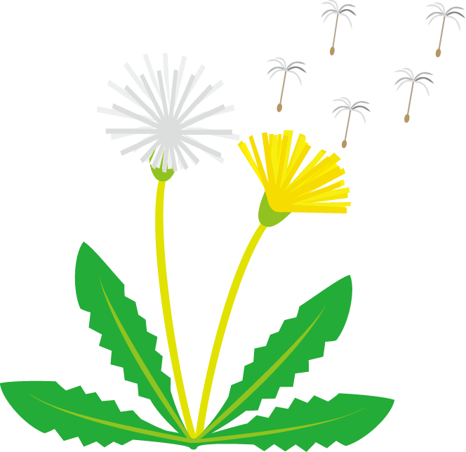 蒲公英生命週期插圖 壁紙
