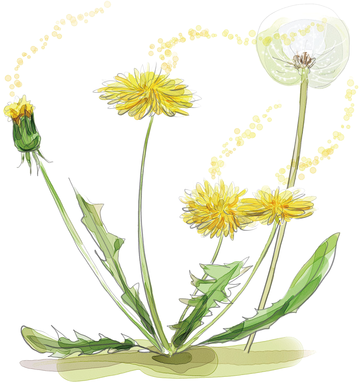 蒲公英生命週期插圖 壁紙