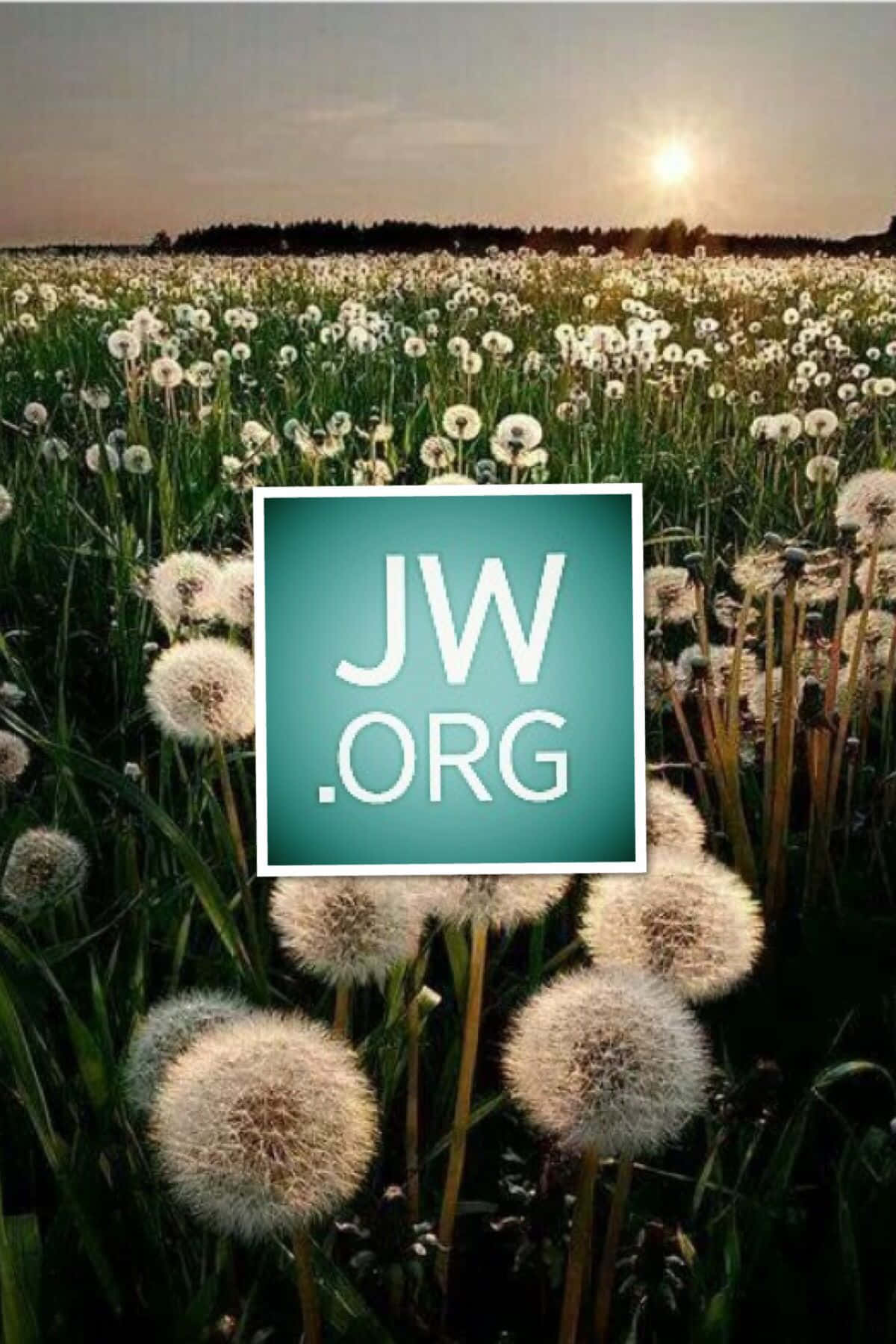 夕陽下的蒲公英田，疊加 JW.ORG 標誌。