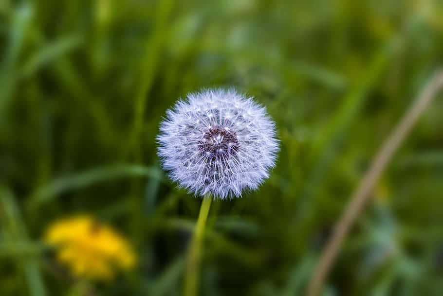 綠色草地上的一個白色蒲公英種子頭和一朵模糊的黃色花朵。