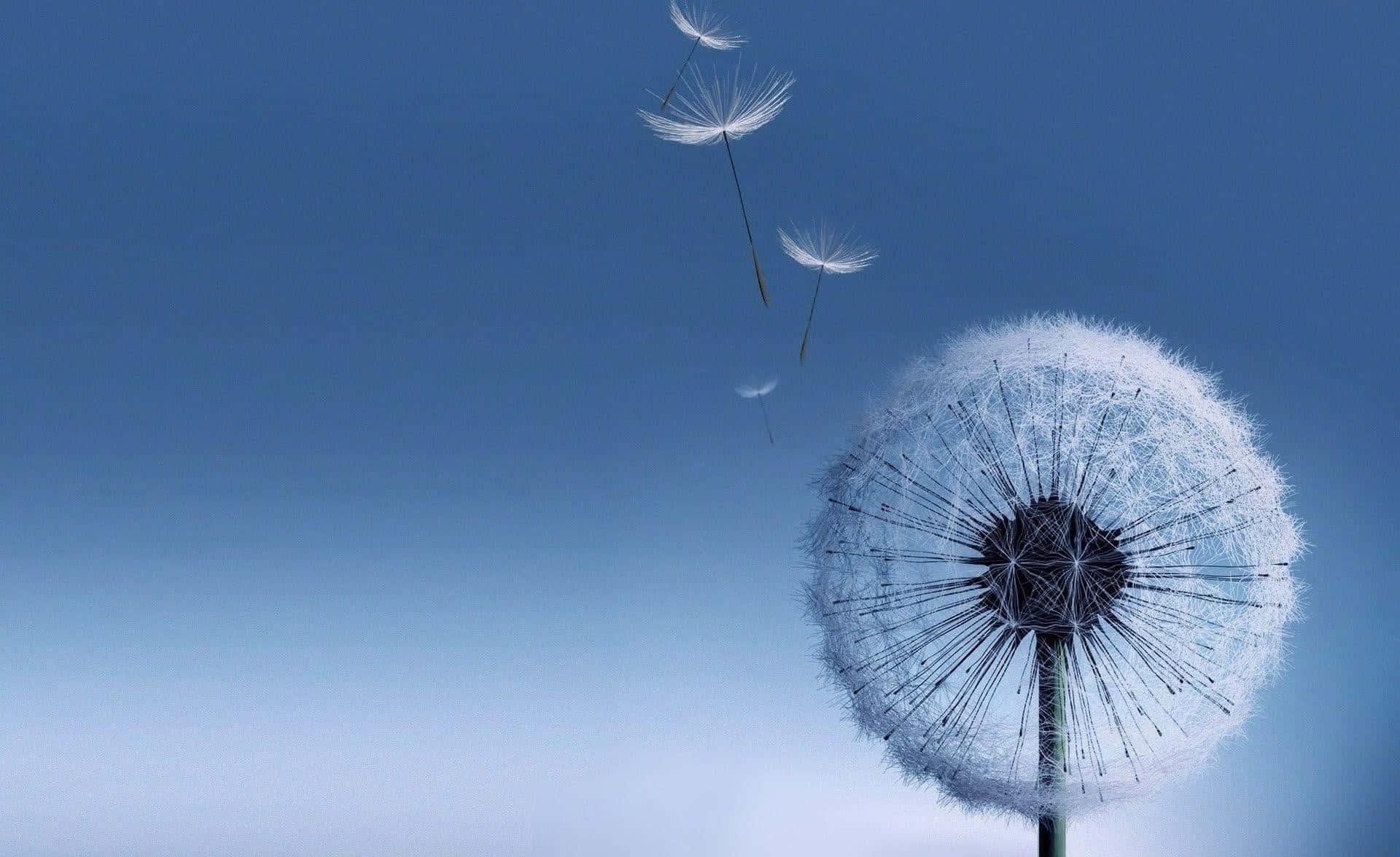Dandelion 桌布 壁紙 — 蒲公英種子頭在柔和的漸變背景襯托下，將蓬鬆的白色種子釋放到清澈的藍天中。