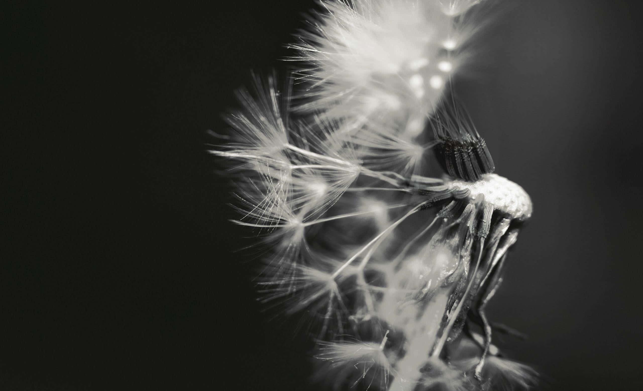 Dandelion 桌布 壁紙 — 蒲公英種子頭的單色特寫，帶有精緻的細絲，背景為深色模糊。