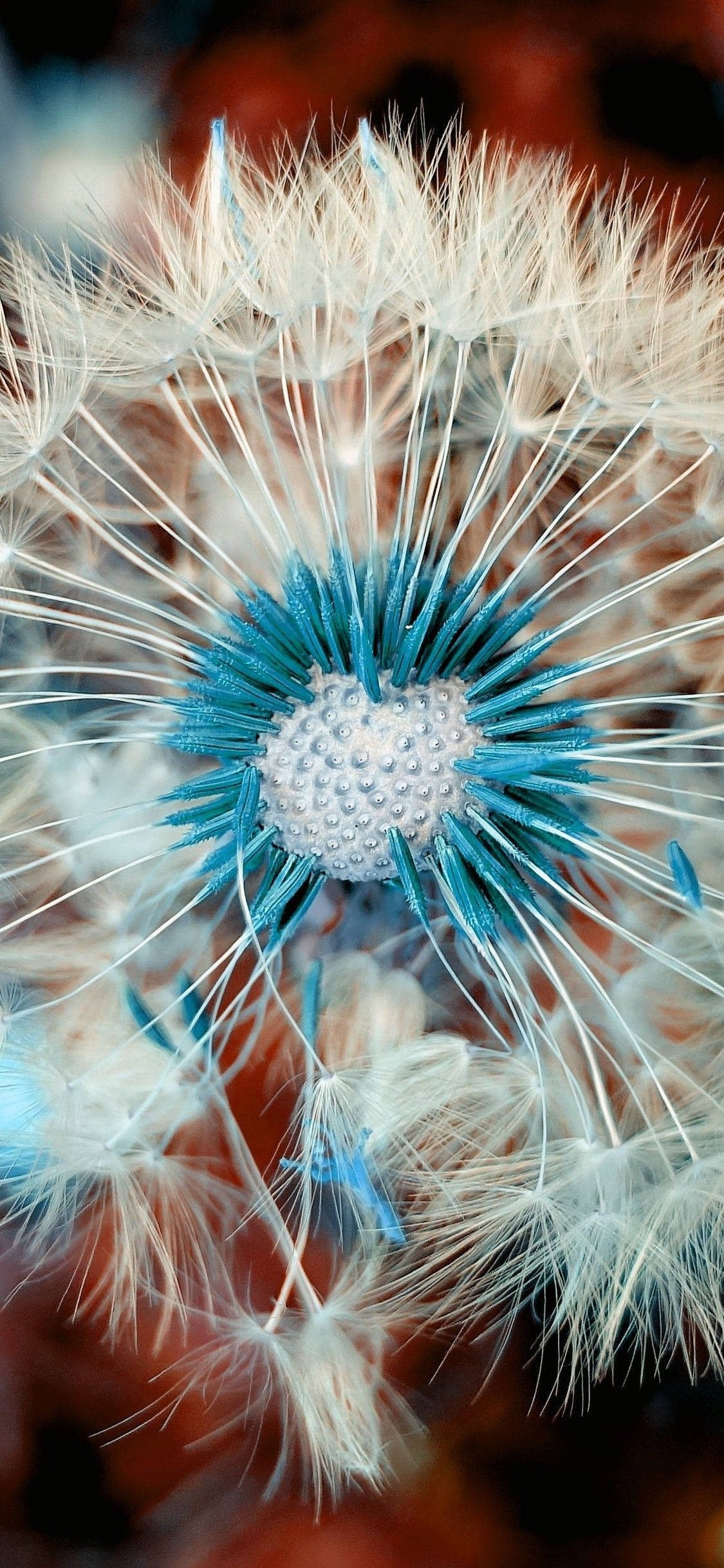 花 桌布 壁紙 — 蒲公英種子頭的微距拍攝，中心帶藍色調，白色絨毛，背景模糊溫暖。