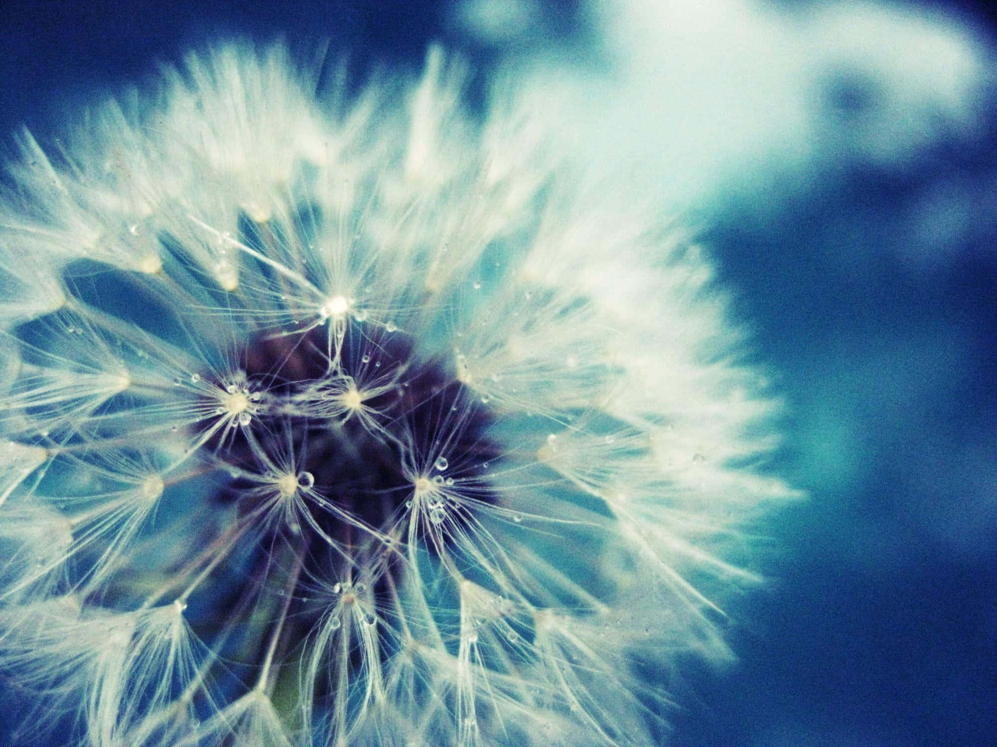 Dandelion 桌布 壁紙 — 蒲公英種子頭的近距離特寫，在清涼的藍色背景下散發著柔軟的白色細絲。