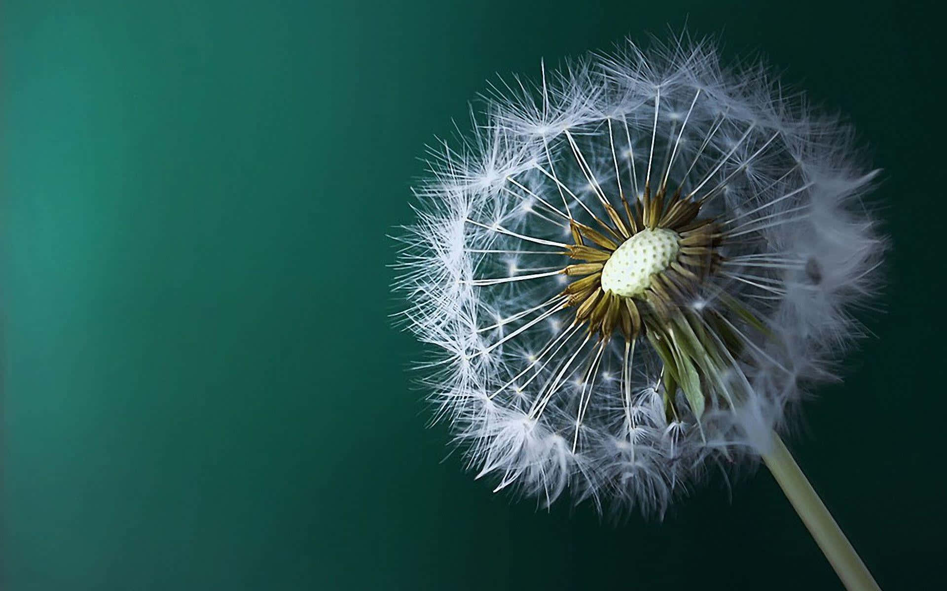 Dandelion 桌布 壁紙 — 蒲公英種子頭的近距離特寫，帶有精緻的白色絨毛，背景為深綠色。