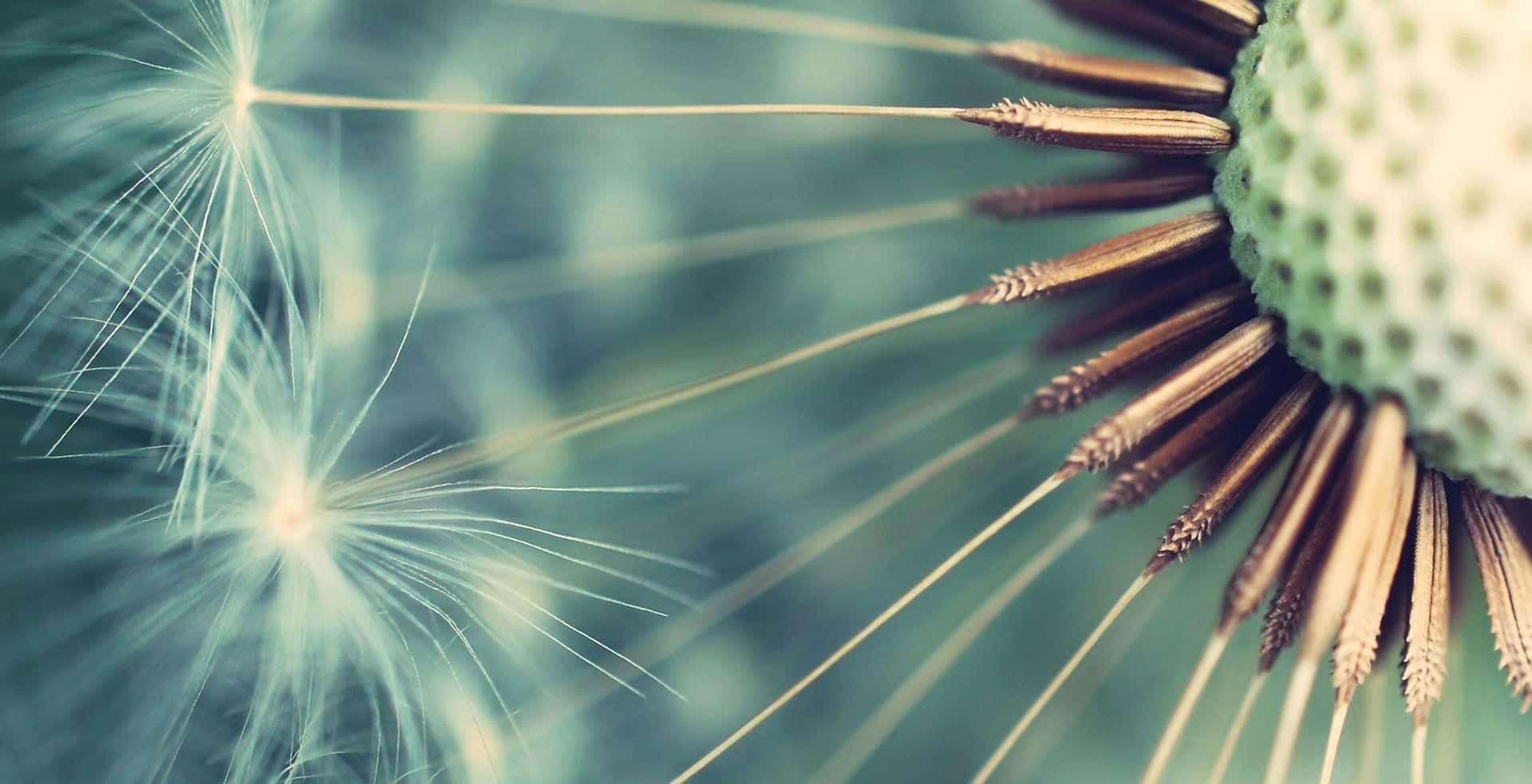 Dandelion 桌布 壁紙 — 蒲公英種子頭的近距離特寫，細膩的白色絨毛在柔和的青綠色模糊背景中飄動。