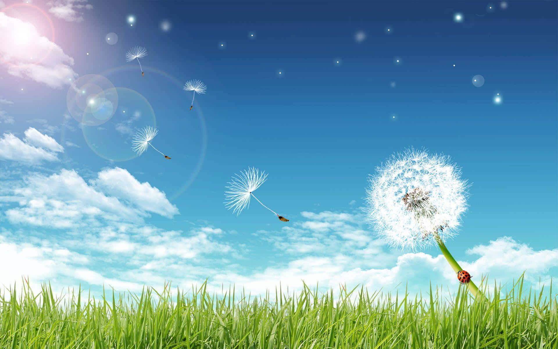 Dandelion 桌布 壁紙 — 蒲公英種子頭釋放出蓬鬆的白色種子，飄向明亮的藍天，伴隨著蓬鬆的雲朵和鏡頭光暈。
