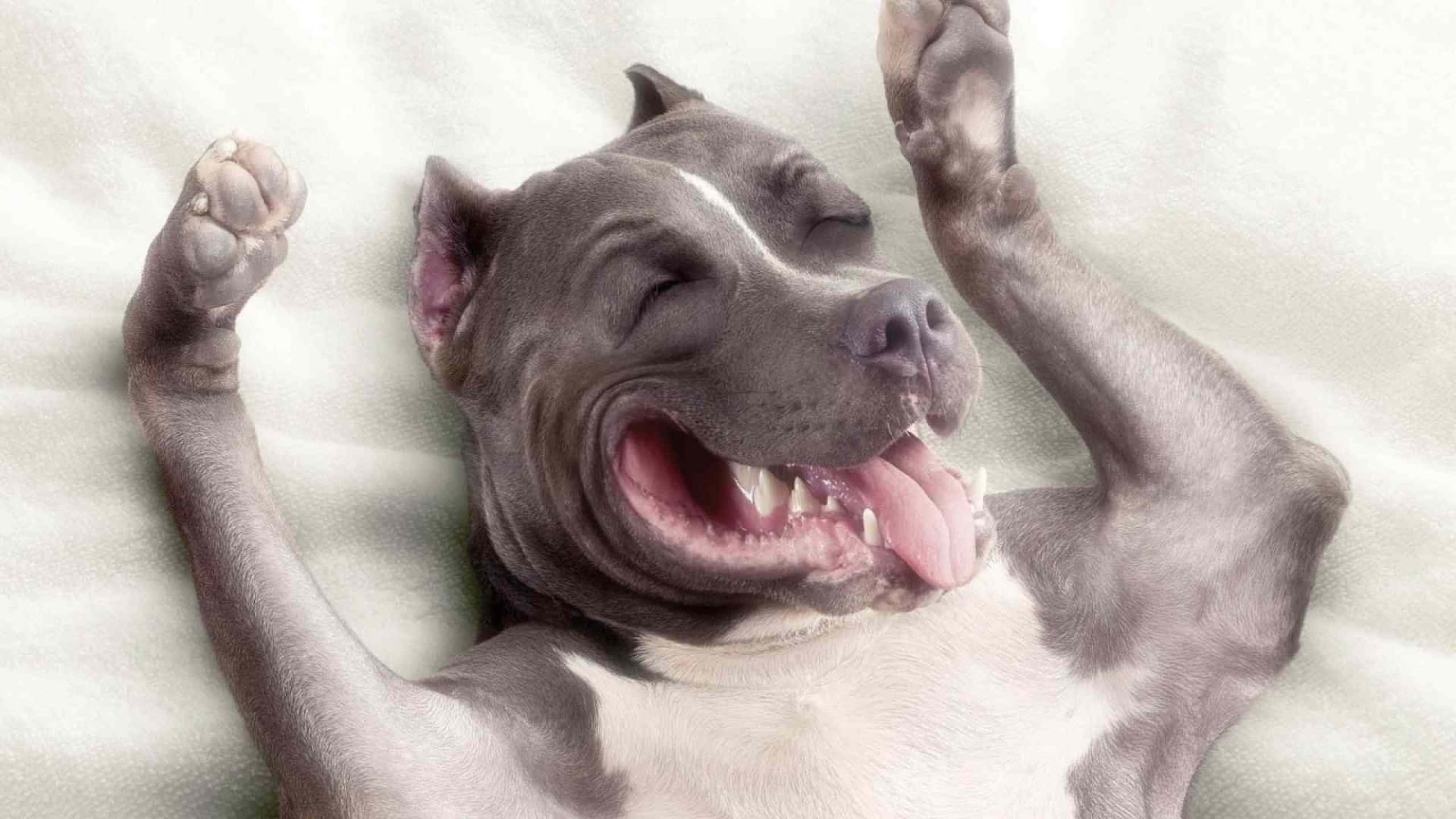 蓄勢待發的鬥牛犬 壁紙 — 一隻灰色比特犬仰臥在柔軟的白色毯子上，爪子抬起，嘴巴張開，完全沉浸在幸福的放鬆中。
