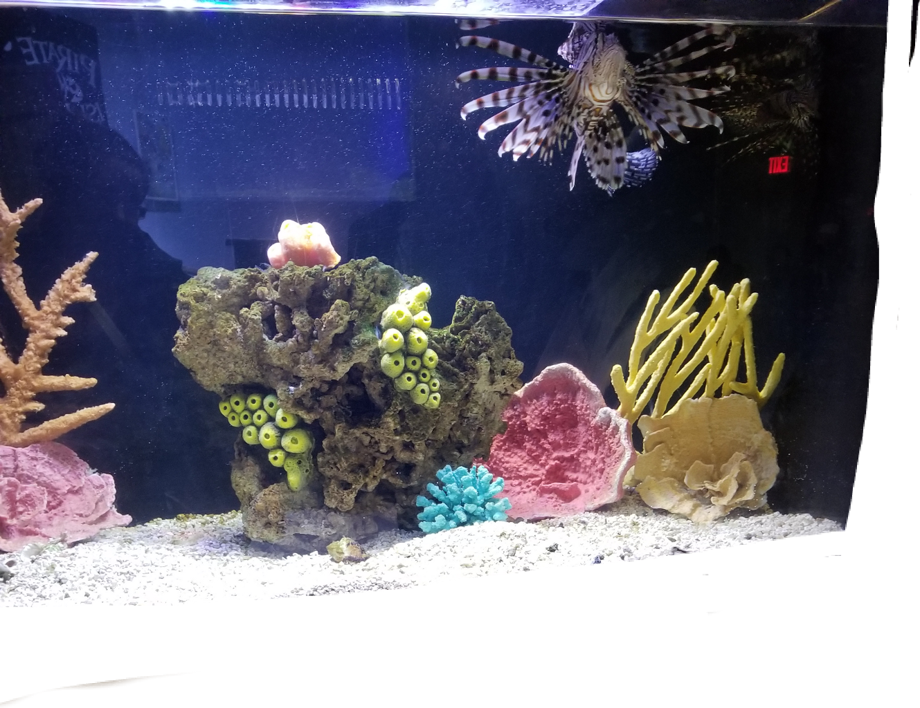 蓑鮋水族箱棲息地 壁紙 — 一條獅子魚喺昏暗嘅水族館入面，優雅咁游過色彩繽紛嘅珊瑚同人工珊瑚礁結構。
