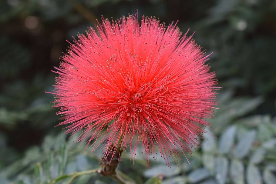一朵鮮紅色的粉撲花，帶有細緻的花絲，背景是模糊的綠葉。