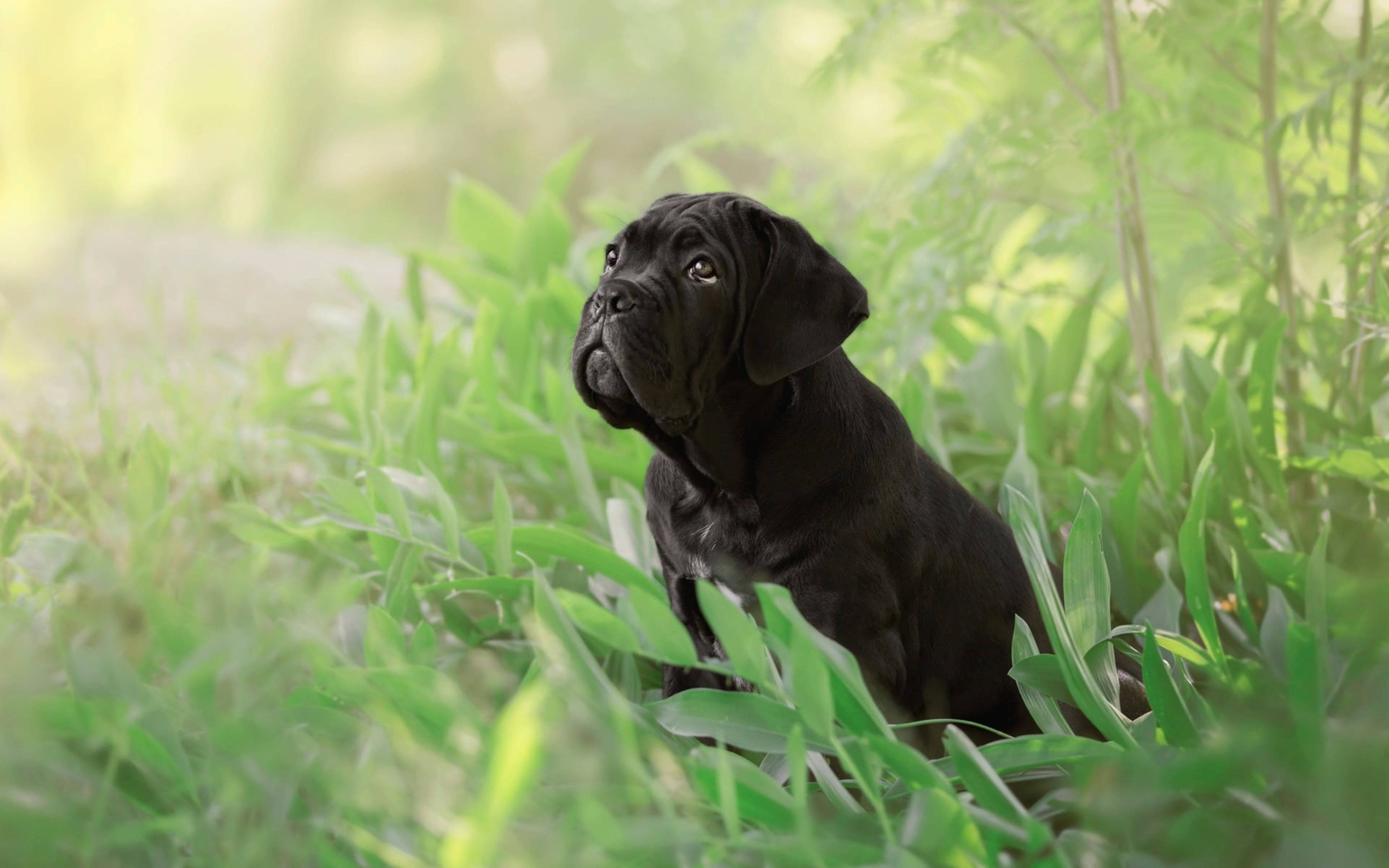 蓬鬆黑卡內羅犬 壁紙 — 一隻黑色卡斯羅犬幼犬警覺地坐在陽光明媚的綠色草地上，背景帶有柔和散景效果。