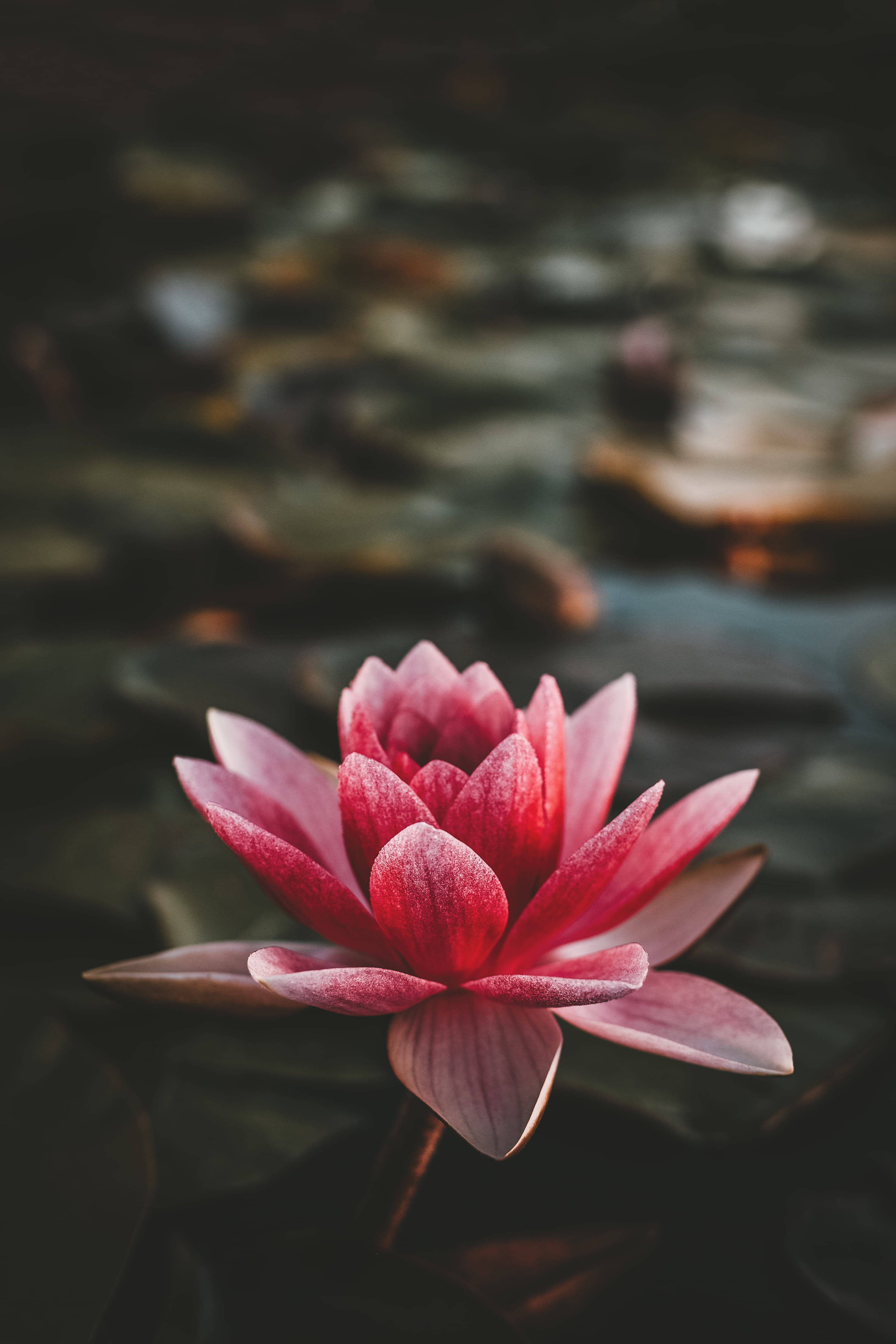 蓮花 4K iPhone 11 壁紙 — 一朵充滿活力的粉紅色睡蓮在平靜的池塘上優雅地綻放，周圍環繞著茂盛的綠色睡蓮葉。