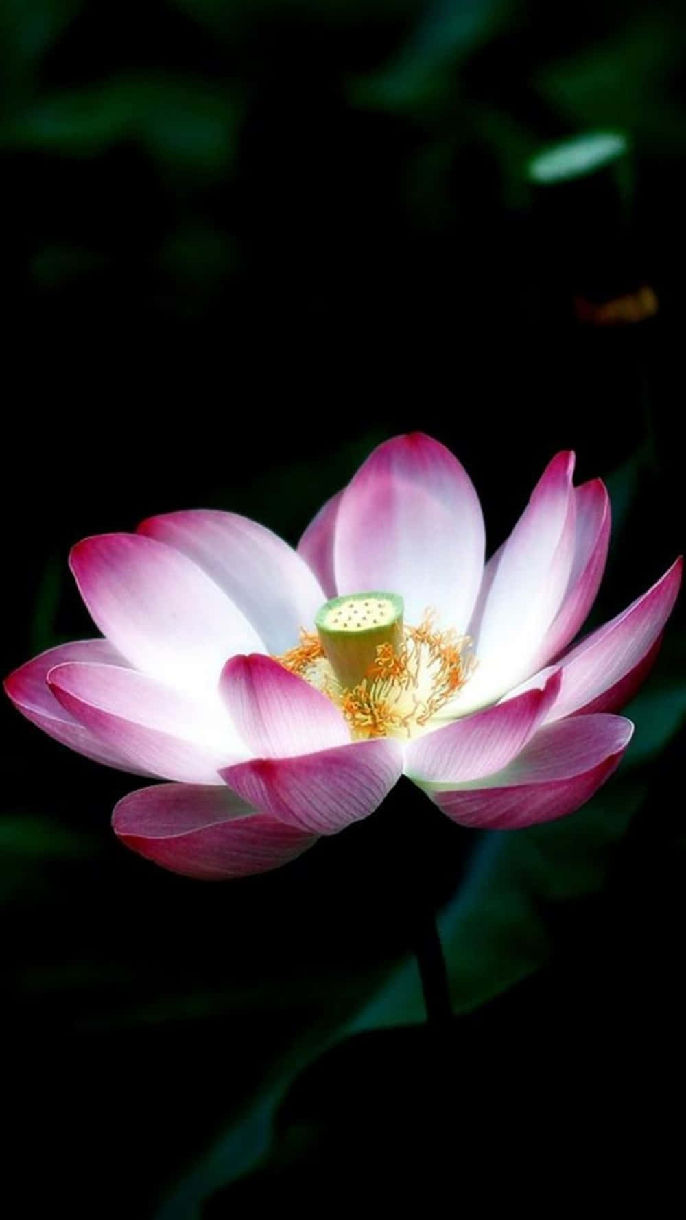 蓮花Nelumbo Nucifera iPhone攝影圖 壁紙 — 一朵發光的粉紅色蓮花在黑暗背景下盛開，柔軟的綠葉在陰影中。
