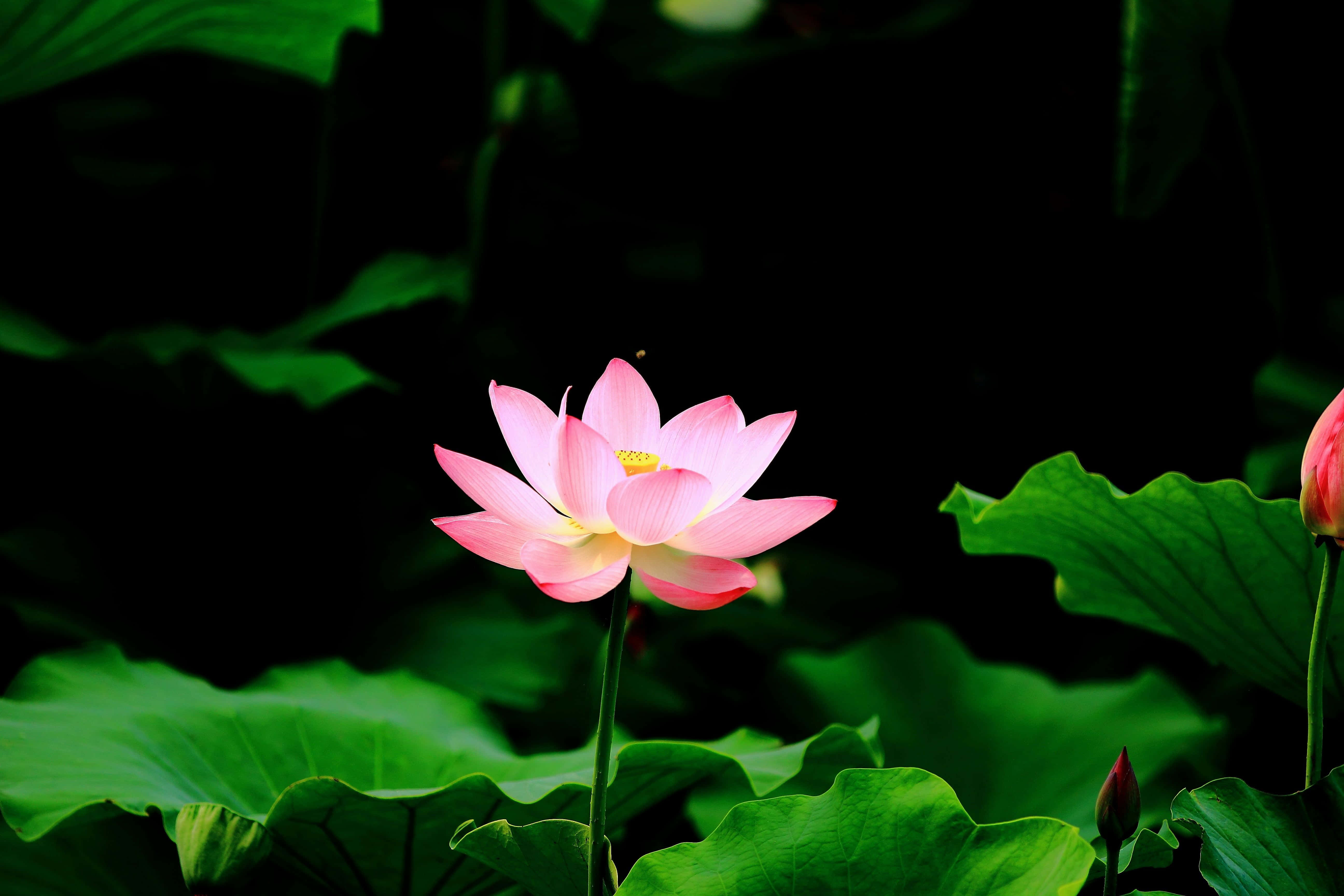 蓮花圖片 壁紙